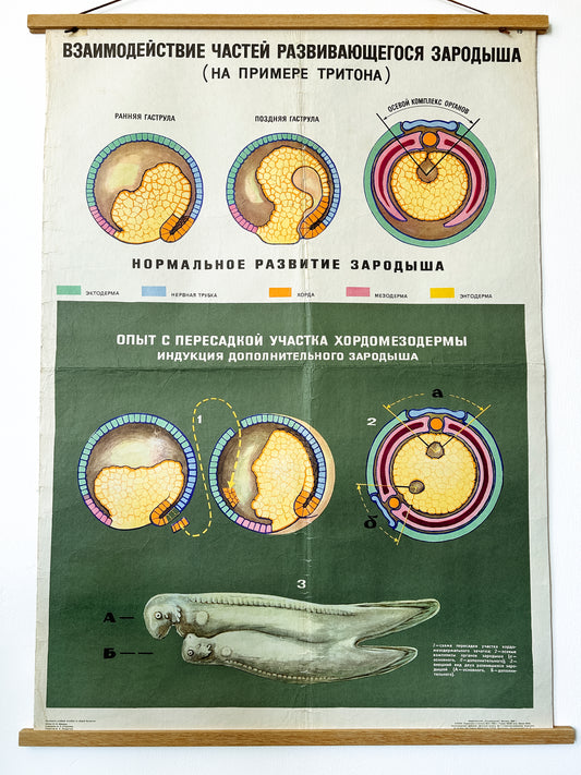 Close-up of a large original Soviet vintage biology school chart, "Interaction of Parts of a Developing Embryo, example: Triton", printed in the USSR in 1968 on paper with linen backing, a mid-century educational science poster.