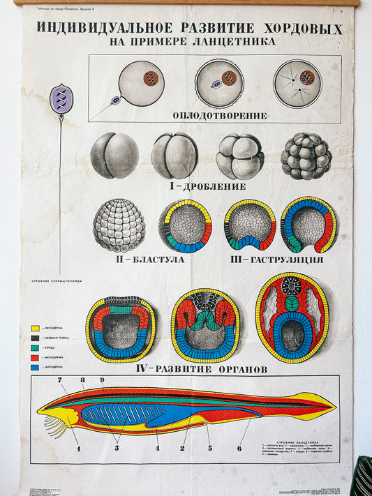 A close-up of a large original Soviet vintage biology school chart, "Individual Development of Chordates, LANCET", printed in the USSR in 1978 on paper with linen backing, a mid-century educational science poster.