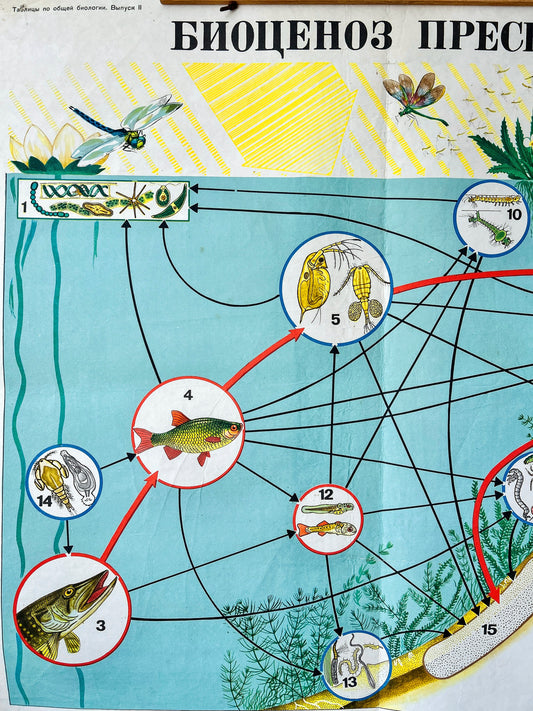 Detail of a Soviet vintage mid-century educational biology diagram illustrating a freshwater ecosystem, fish, seaweed, dragonflies and pond plants.
