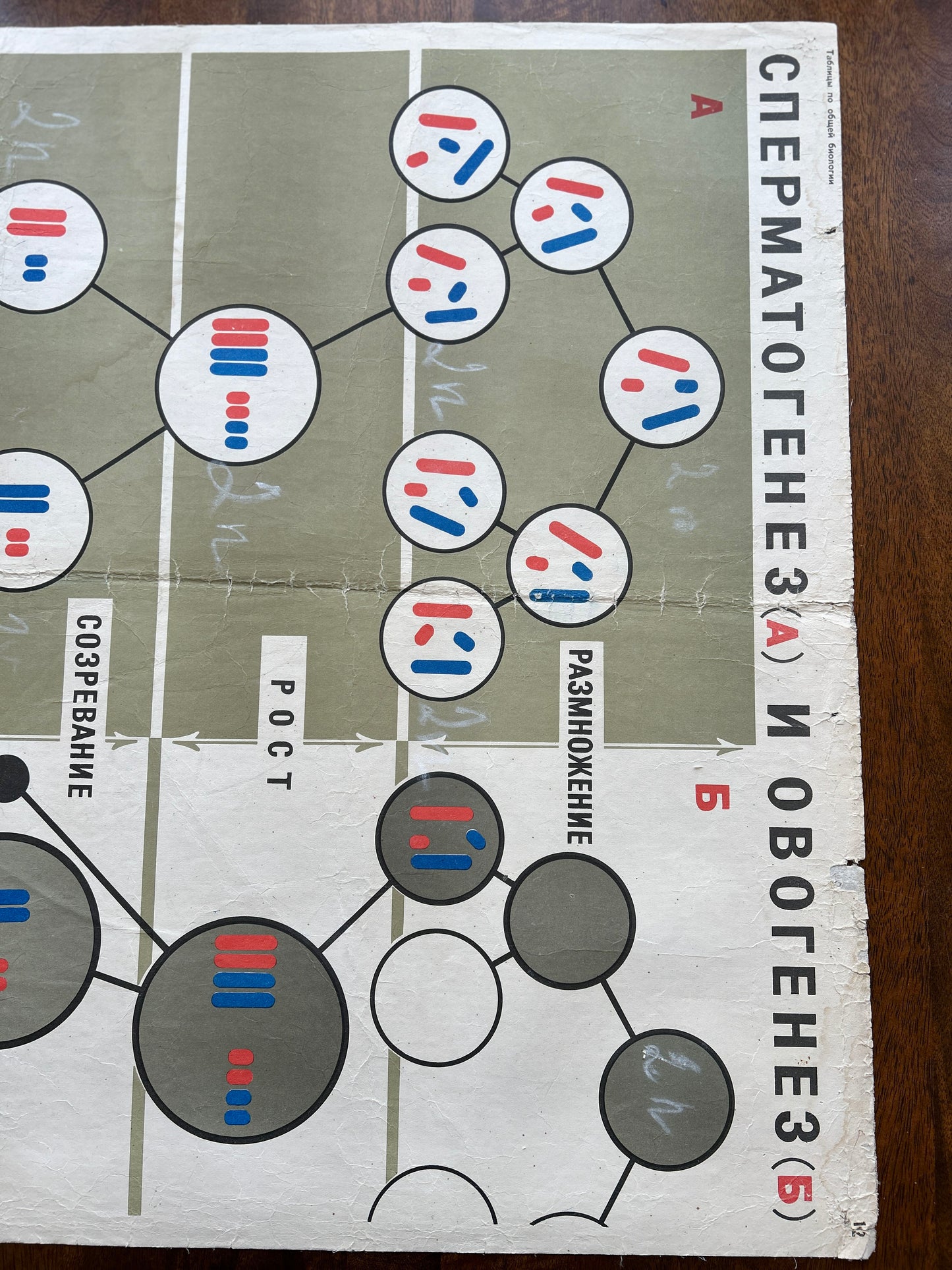 1968 Original Soviet Vintage Large Biology School Chart "SPERMATOGENESIS and OVOGENESIS" Paper On Linen, USSR Mid Century Educational Reproduction Poster