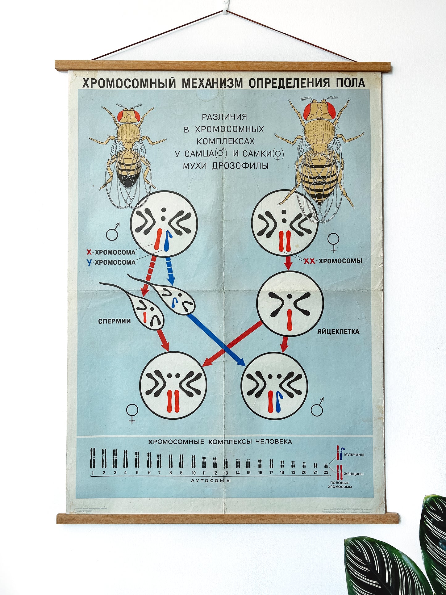 1968 Soviet Vintage Large Biology School Chart "CHROMOSOMAL MECHANISM OF SEX DETERMINATION" Paper On Linen, USSR Mid Century Educational Poster