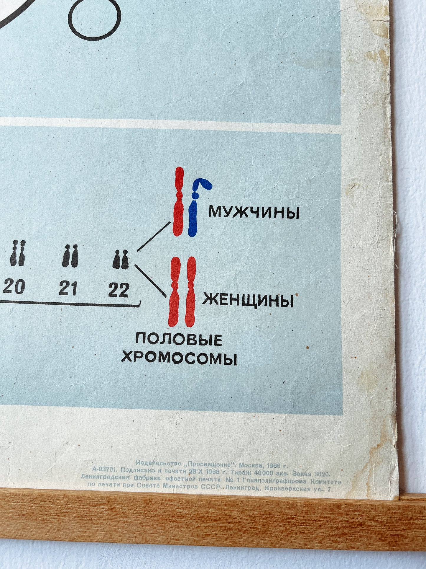 1968 Soviet Vintage Large Biology School Chart "CHROMOSOMAL MECHANISM OF SEX DETERMINATION" Paper On Linen, USSR Mid Century Educational Poster