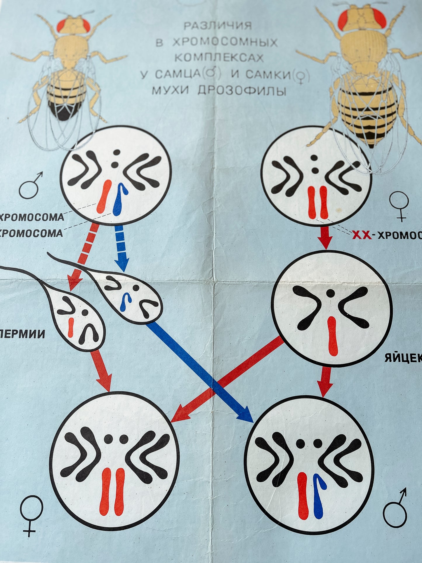 1968 Soviet Vintage Large Biology School Chart "CHROMOSOMAL MECHANISM OF SEX DETERMINATION" Paper On Linen, USSR Mid Century Educational Poster