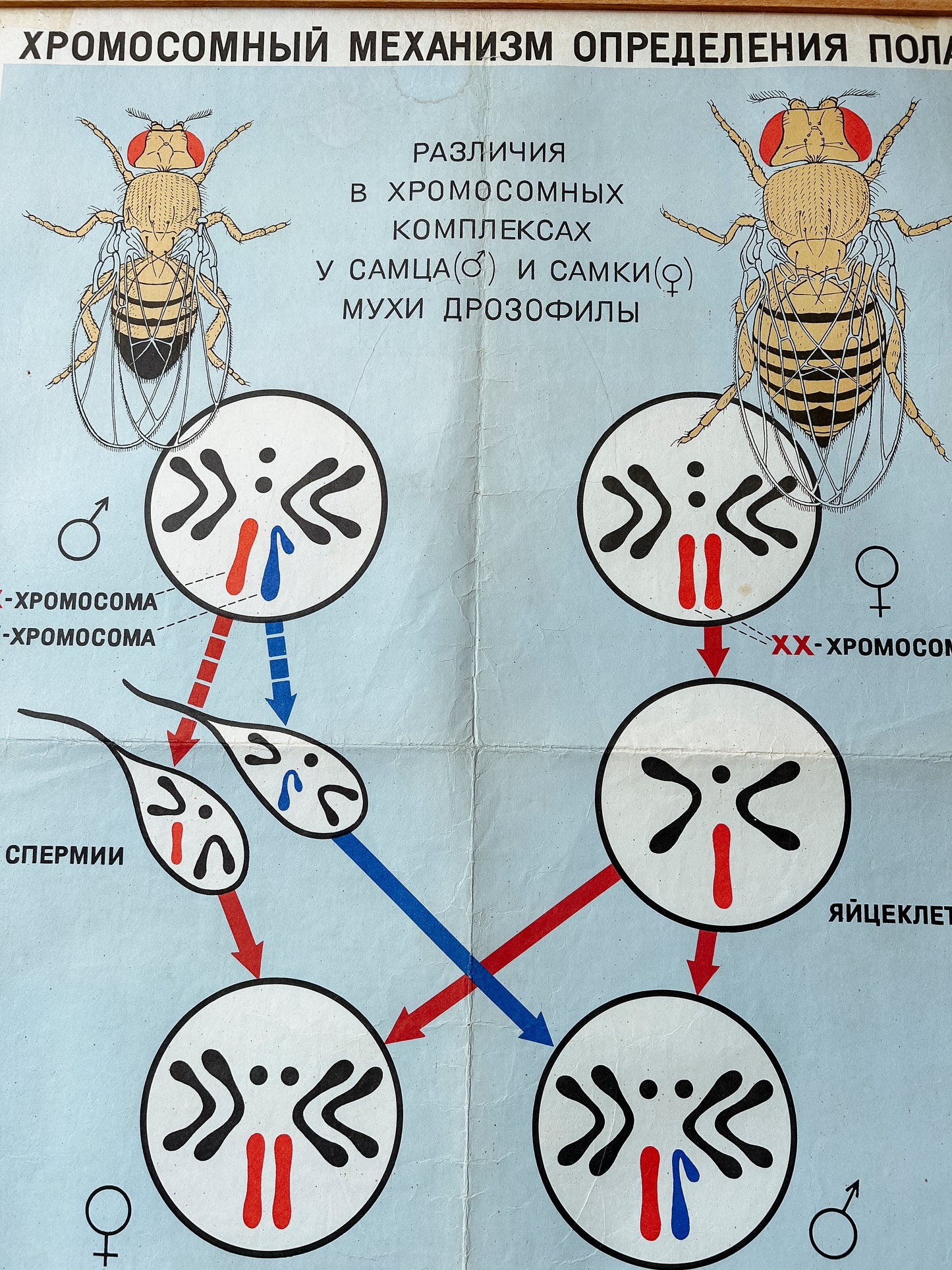 1968 Soviet Vintage Large Biology School Chart "CHROMOSOMAL MECHANISM OF SEX DETERMINATION" Paper On Linen, USSR Mid Century Educational Poster