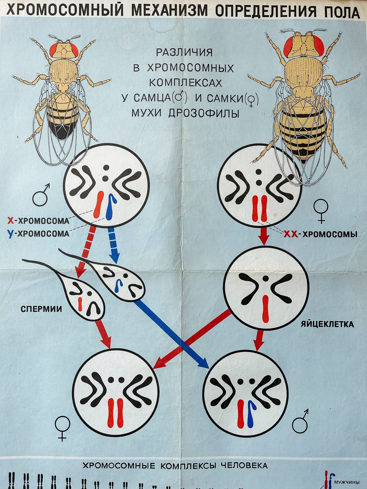 1968 Soviet Vintage Large Biology School Chart "CHROMOSOMAL MECHANISM OF SEX DETERMINATION" Paper On Linen, USSR Mid Century Educational Poster