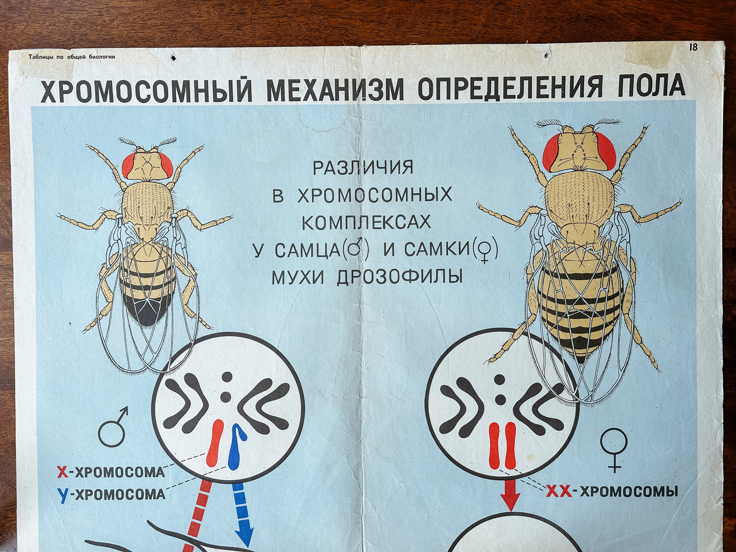 1968 Soviet Vintage Large Biology School Chart "CHROMOSOMAL MECHANISM OF SEX DETERMINATION" Paper On Linen, USSR Mid Century Educational Poster