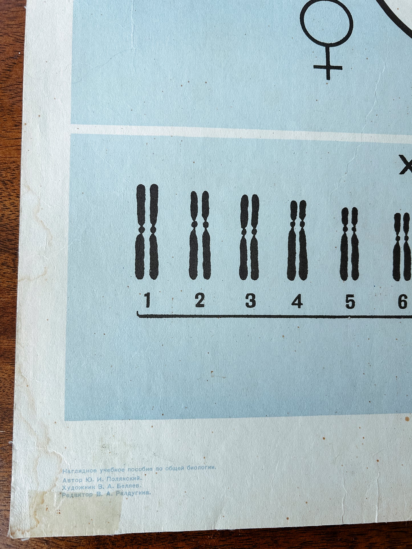 1968 Soviet Vintage Large Biology School Chart "CHROMOSOMAL MECHANISM OF SEX DETERMINATION" Paper On Linen, USSR Mid Century Educational Poster