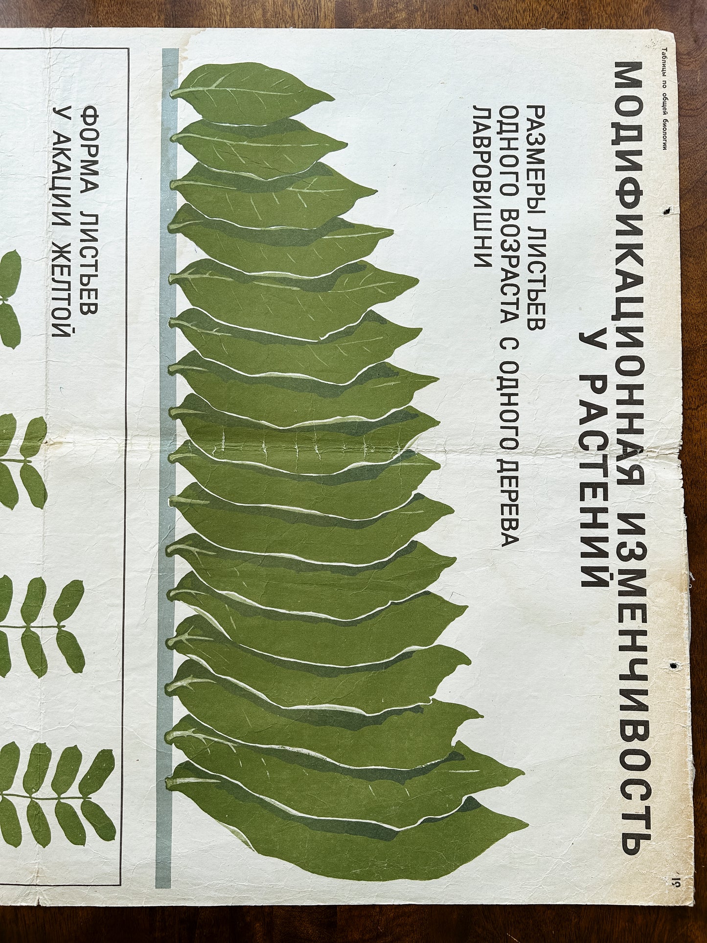 1968 Vintage Large Biology School Chart "MODIFICATION VARIABILITY IN PLANTS" Paper On Linen, Soviet Mid Century Educational Poster, Leaves