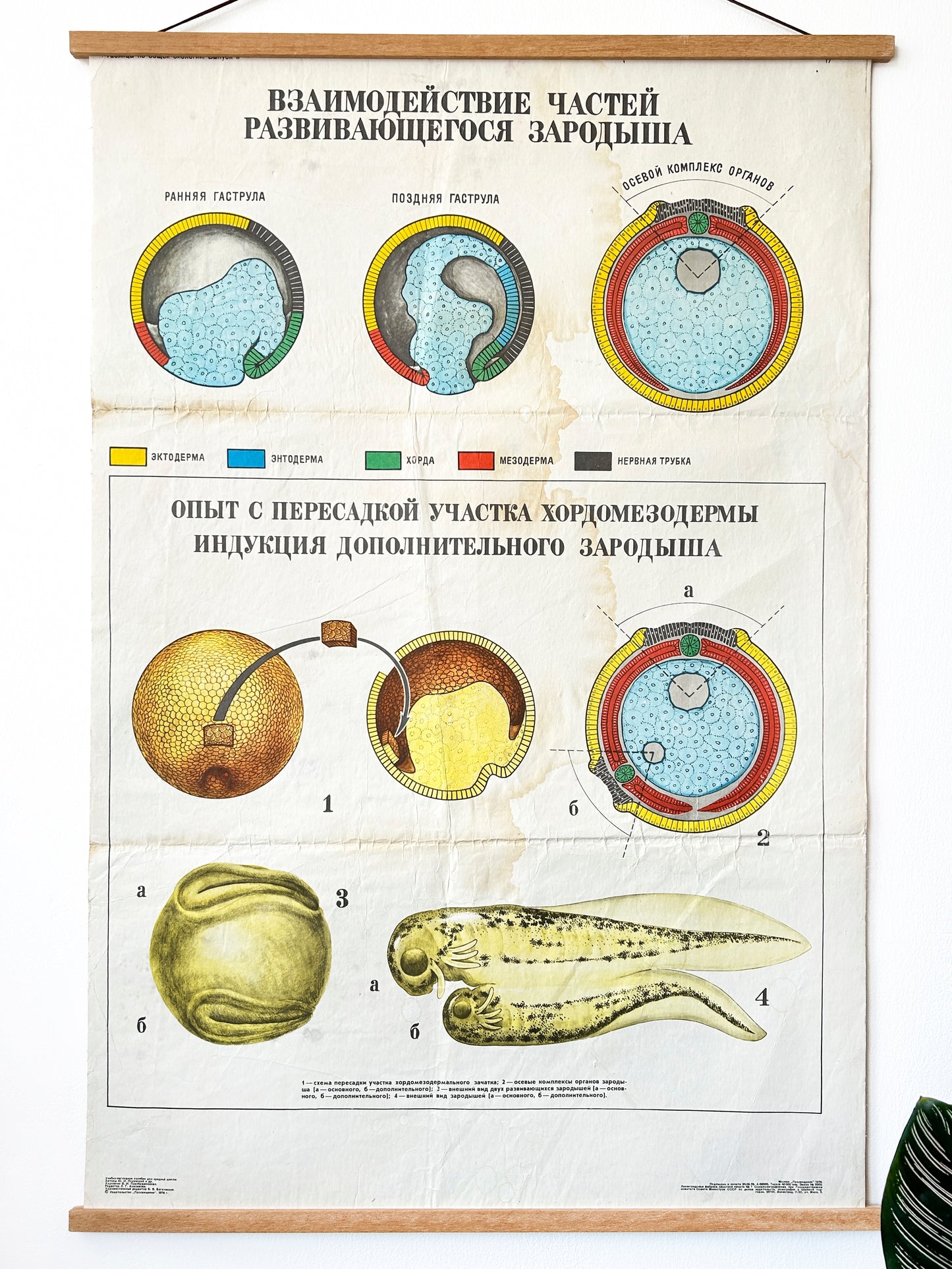 1978 Soviet Vintage Large Biology School Chart "Interaction of Parts of a Developing Embryo" Paper On Linen, USSR Mid Century Educational Poster