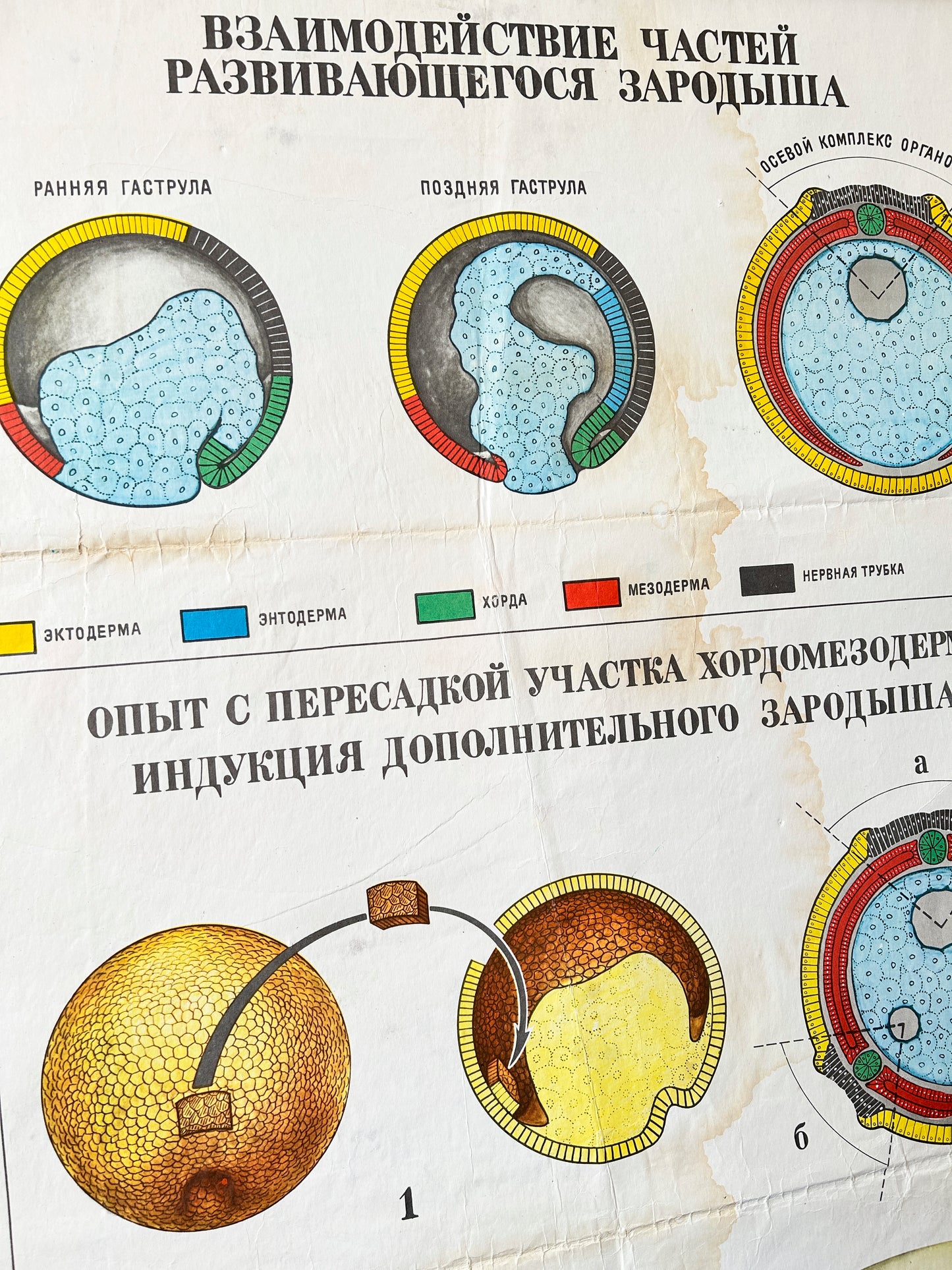 1978 Soviet Vintage Large Biology School Chart "Interaction of Parts of a Developing Embryo" Paper On Linen, USSR Mid Century Educational Poster