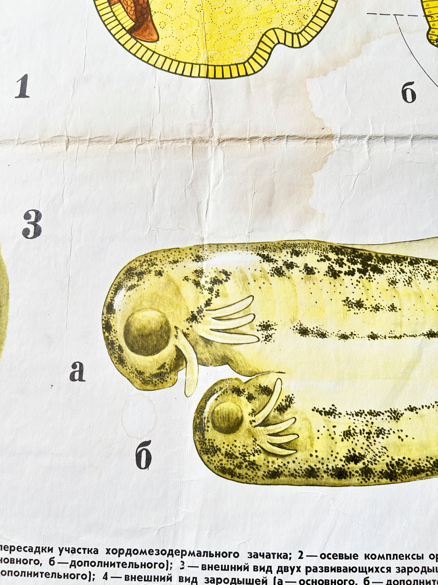 1978 Soviet Vintage Large Biology School Chart "Interaction of Parts of a Developing Embryo" Paper On Linen, USSR Mid Century Educational Poster