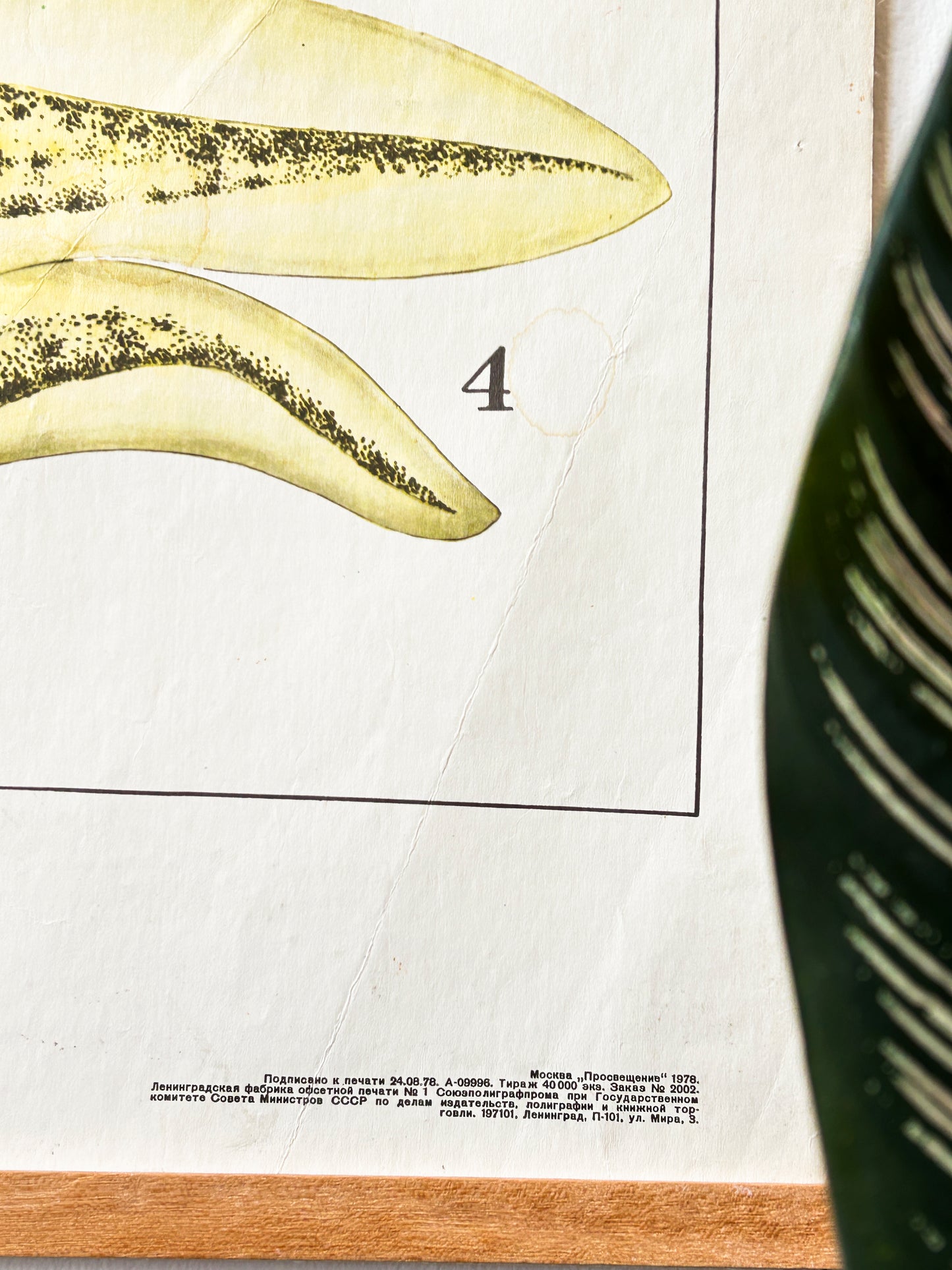 1978 Soviet Vintage Large Biology School Chart "Interaction of Parts of a Developing Embryo" Paper On Linen, USSR Mid Century Educational Poster