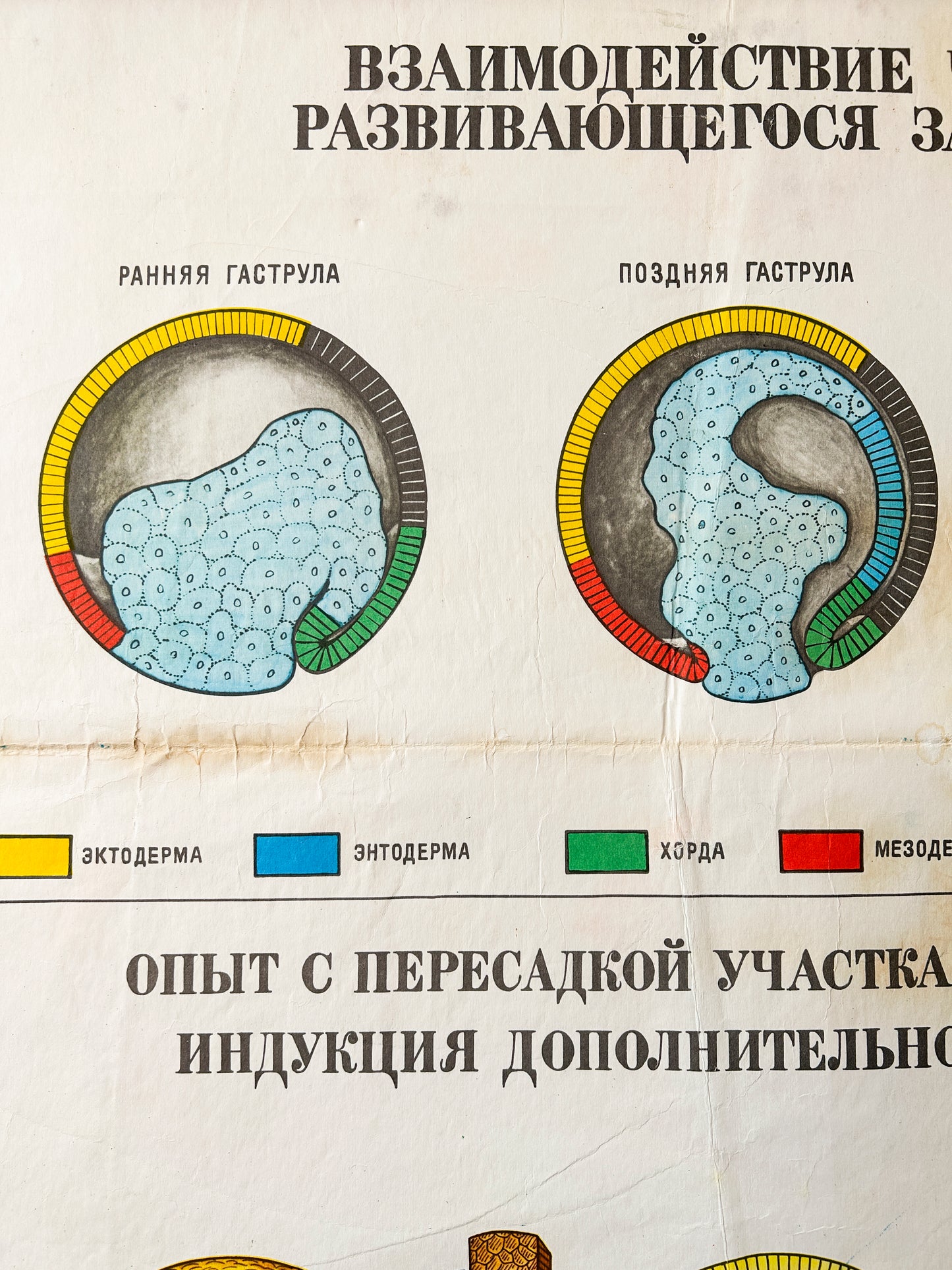 1978 Soviet Vintage Large Biology School Chart "Interaction of Parts of a Developing Embryo" Paper On Linen, USSR Mid Century Educational Poster