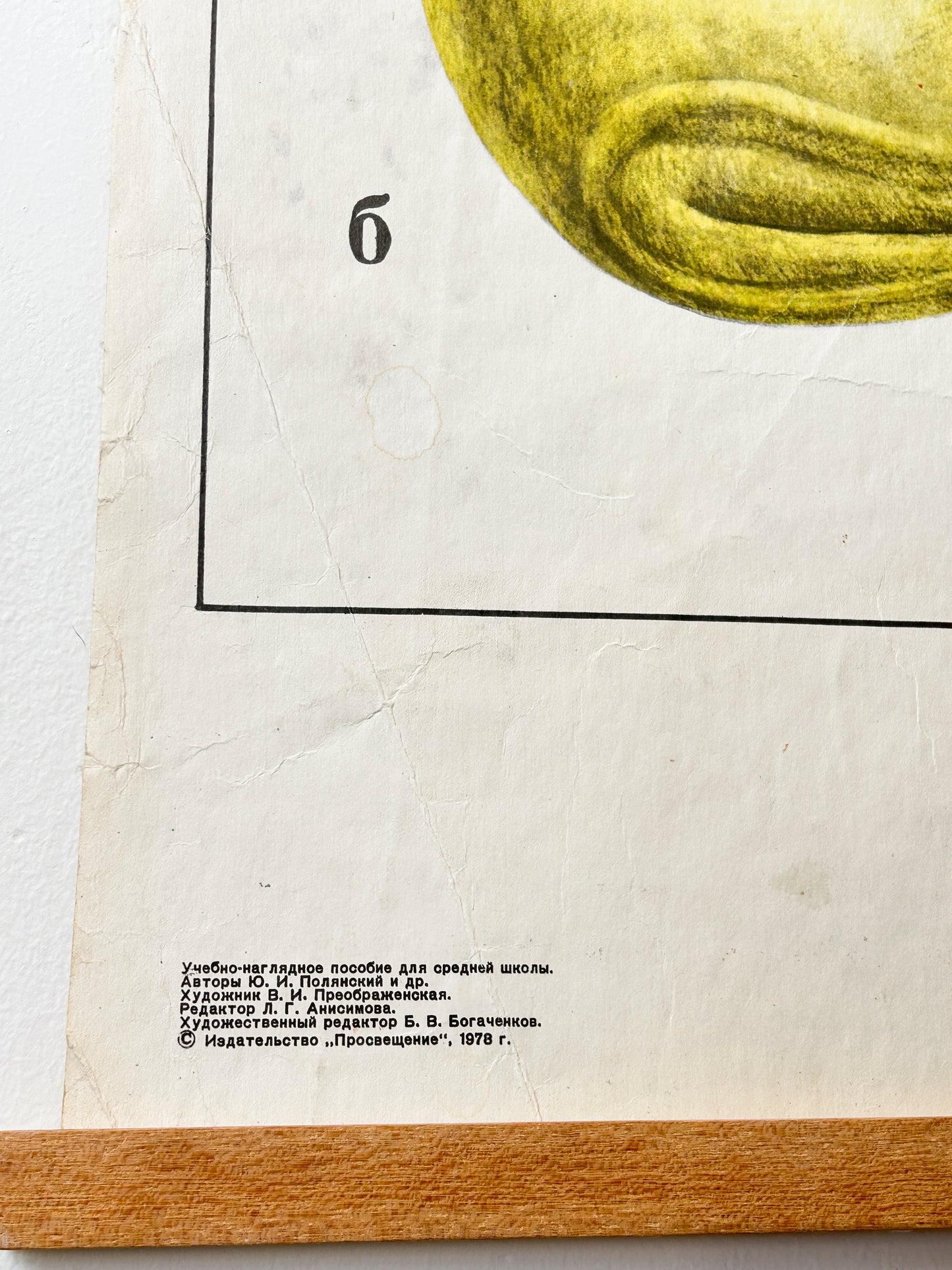 1978 Soviet Vintage Large Biology School Chart "Interaction of Parts of a Developing Embryo" Paper On Linen, USSR Mid Century Educational Poster
