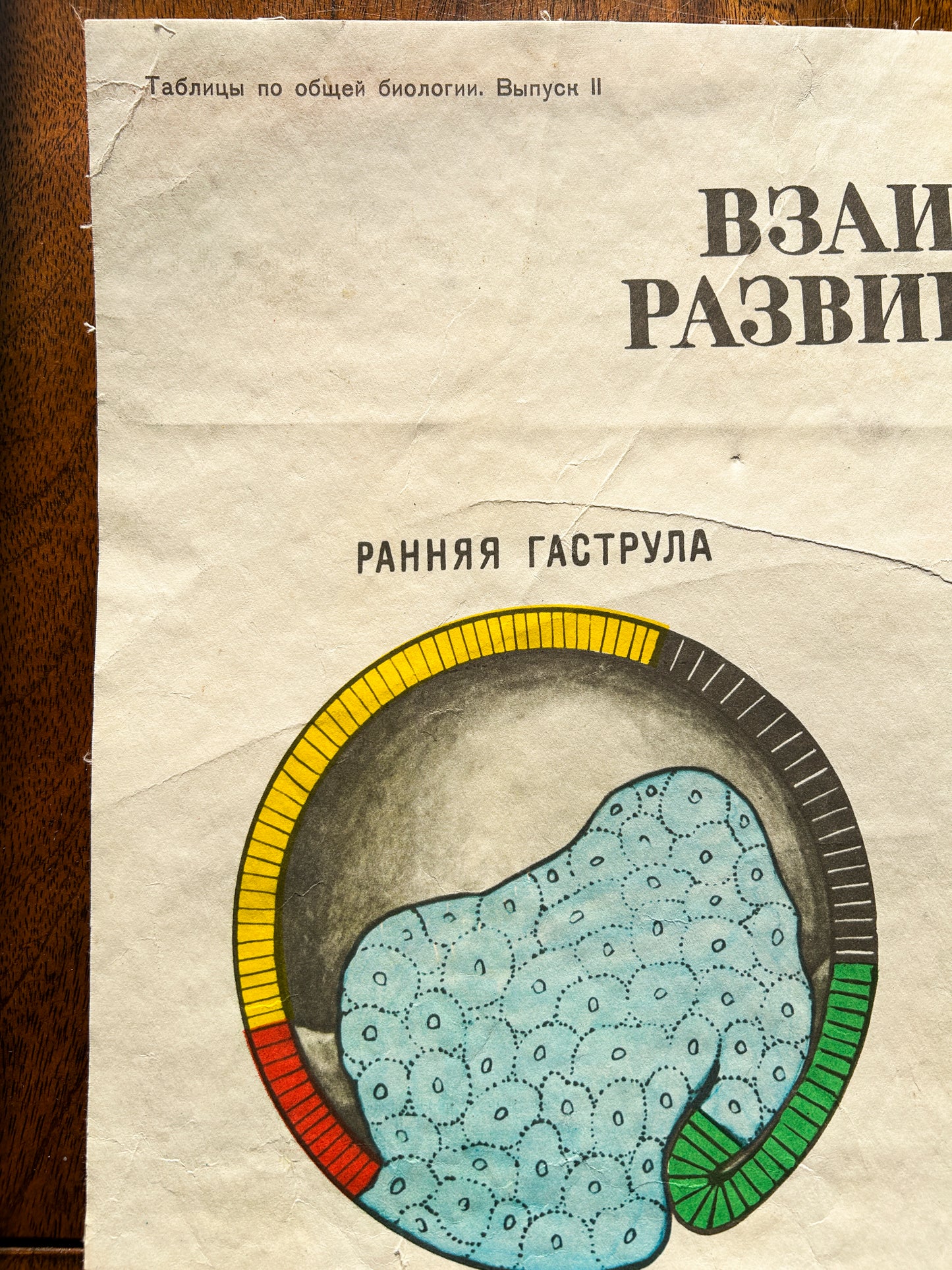1978 Soviet Vintage Large Biology School Chart "Interaction of Parts of a Developing Embryo" Paper On Linen, USSR Mid Century Educational Poster