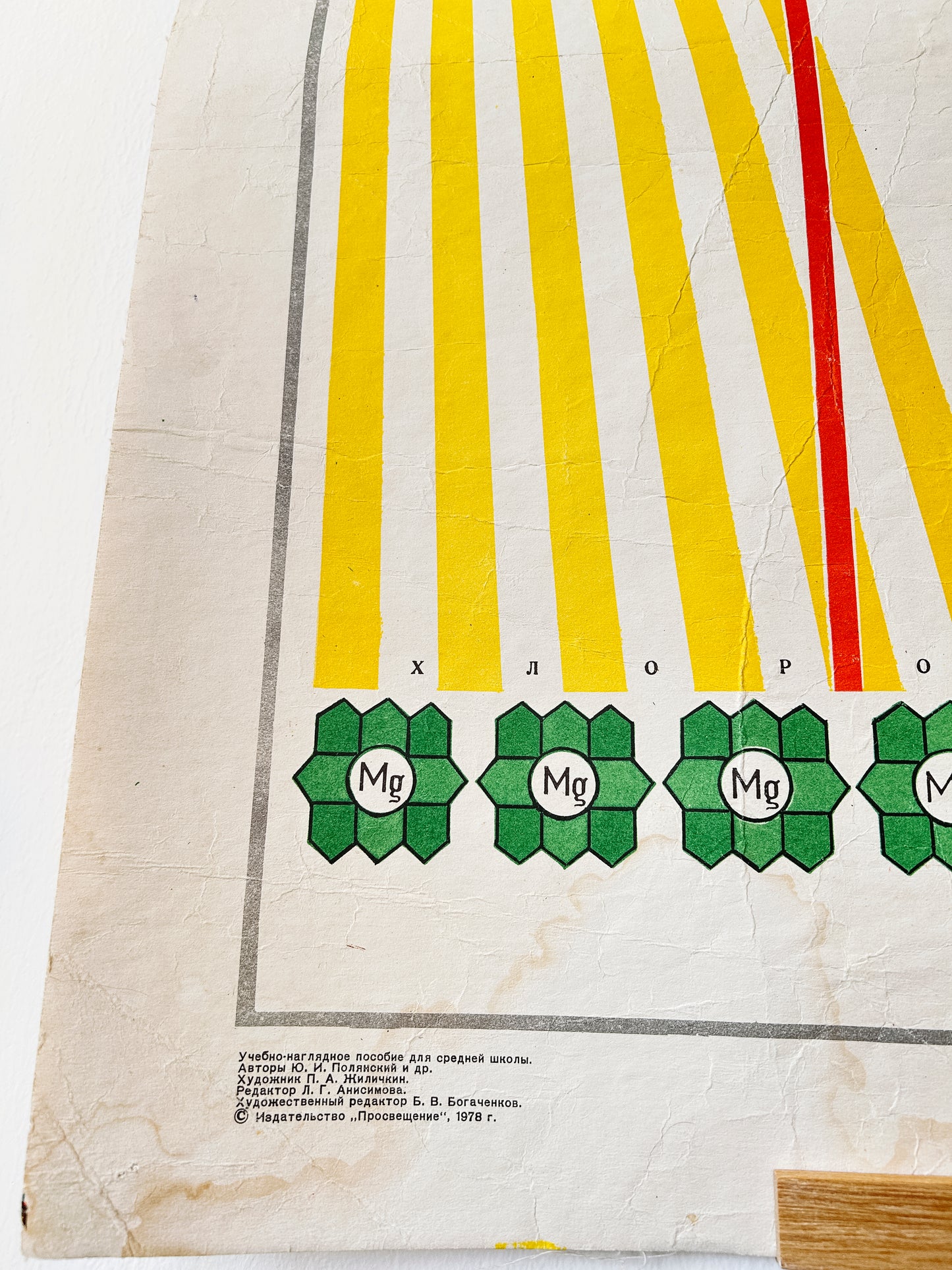 1978 Soviet Vintage Large Biology School Chart "PHOTOSYNTHESIS" Paper On Linen, USSR Mid Century Educational Poster