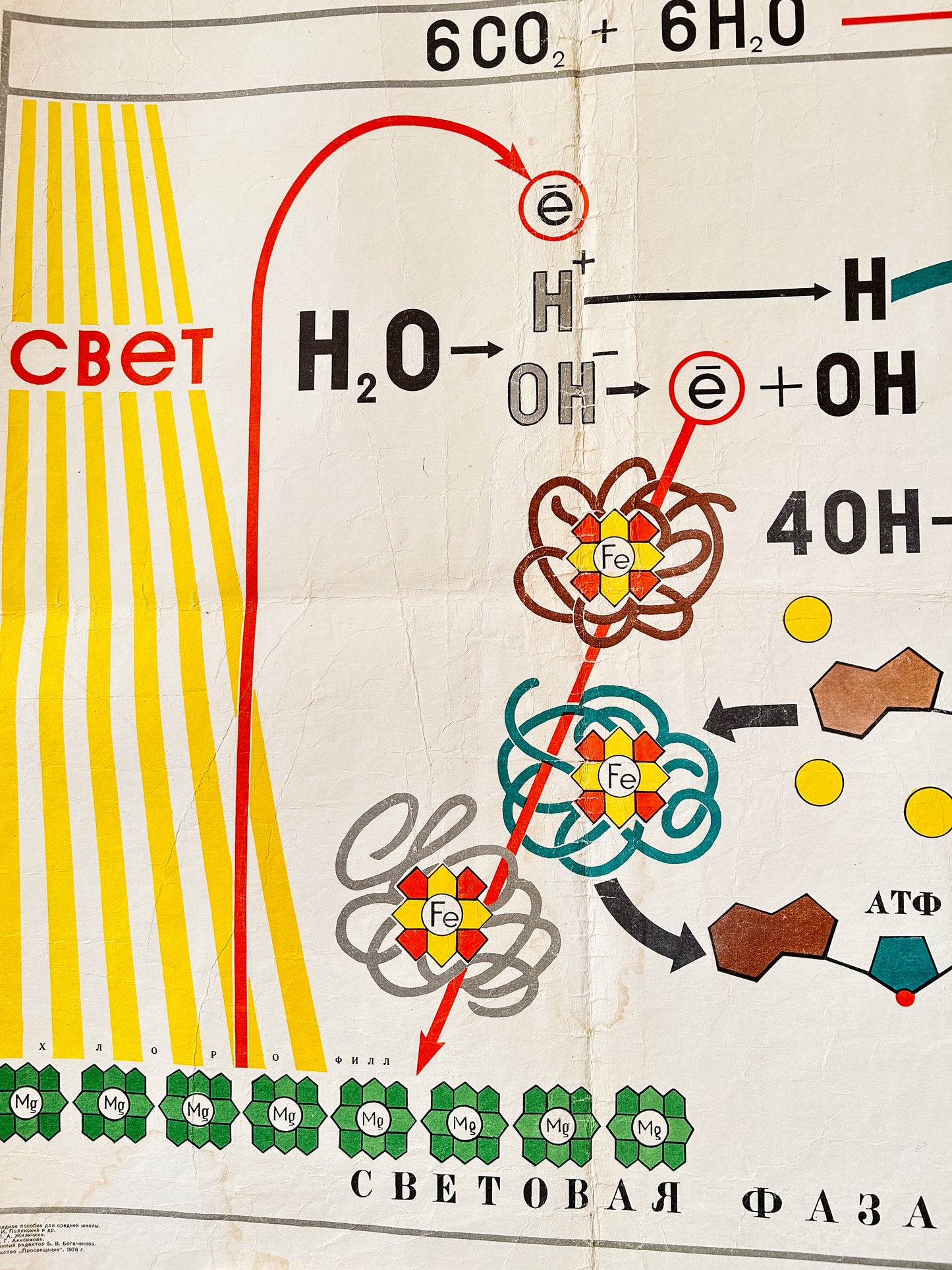 1978 Soviet Vintage Large Biology School Chart "PHOTOSYNTHESIS" Paper On Linen, USSR Mid Century Educational Poster