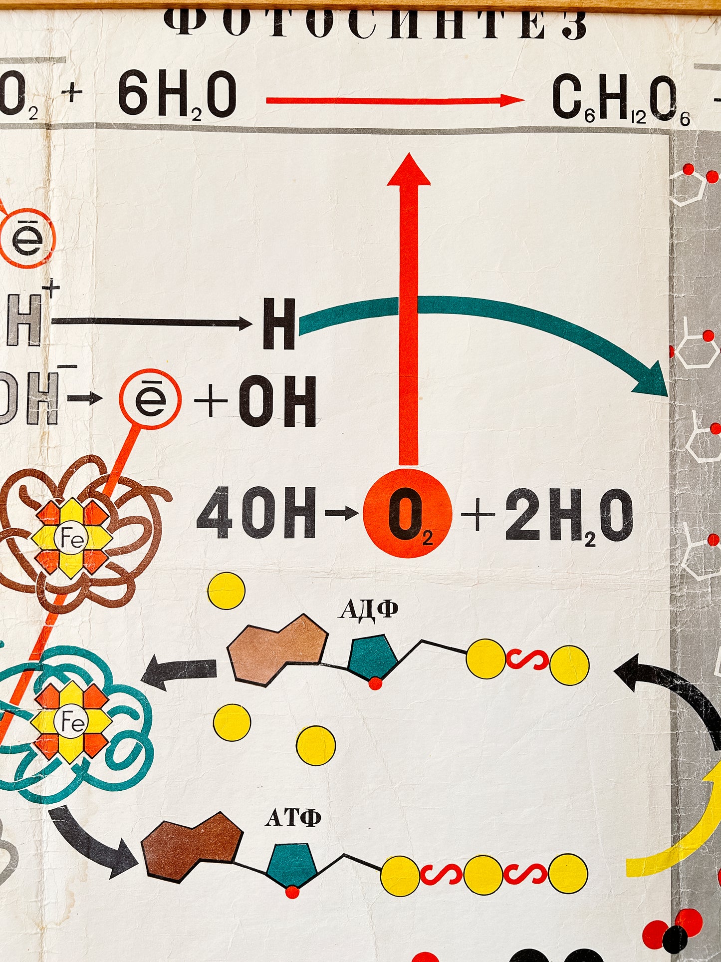 1978 Soviet Vintage Large Biology School Chart "PHOTOSYNTHESIS" Paper On Linen, USSR Mid Century Educational Poster