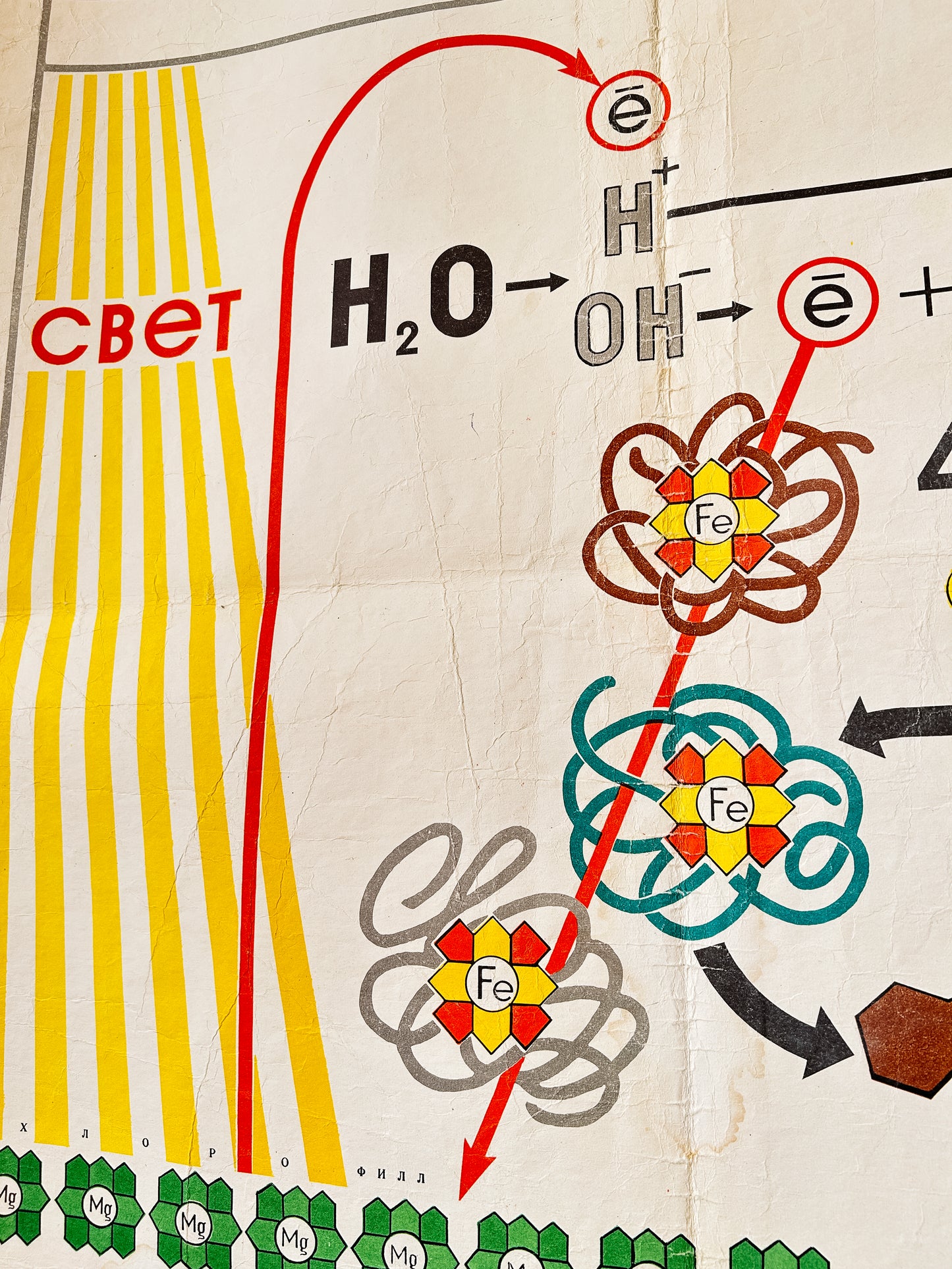 1978 Soviet Vintage Large Biology School Chart "PHOTOSYNTHESIS" Paper On Linen, USSR Mid Century Educational Poster