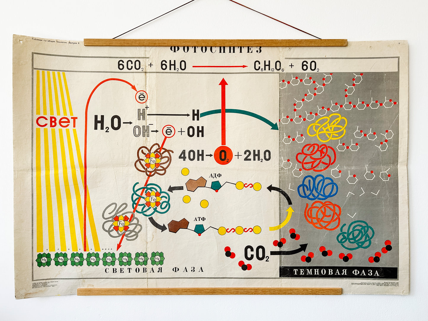 1978 Soviet Vintage Large Biology School Chart "PHOTOSYNTHESIS" Paper On Linen, USSR Mid Century Educational Poster