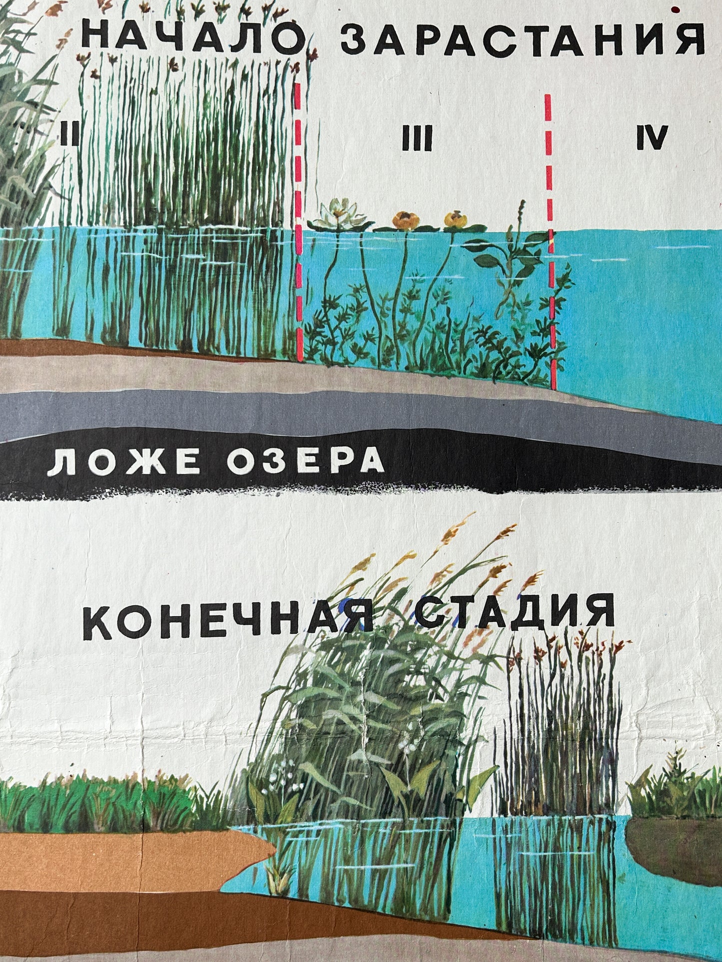 Soviet vintage educational school diagram showing the ecological succession of a lake: how it gradually fills with vegetation, transitions through different plant zones, and eventually turns into a peat bog or dry land.