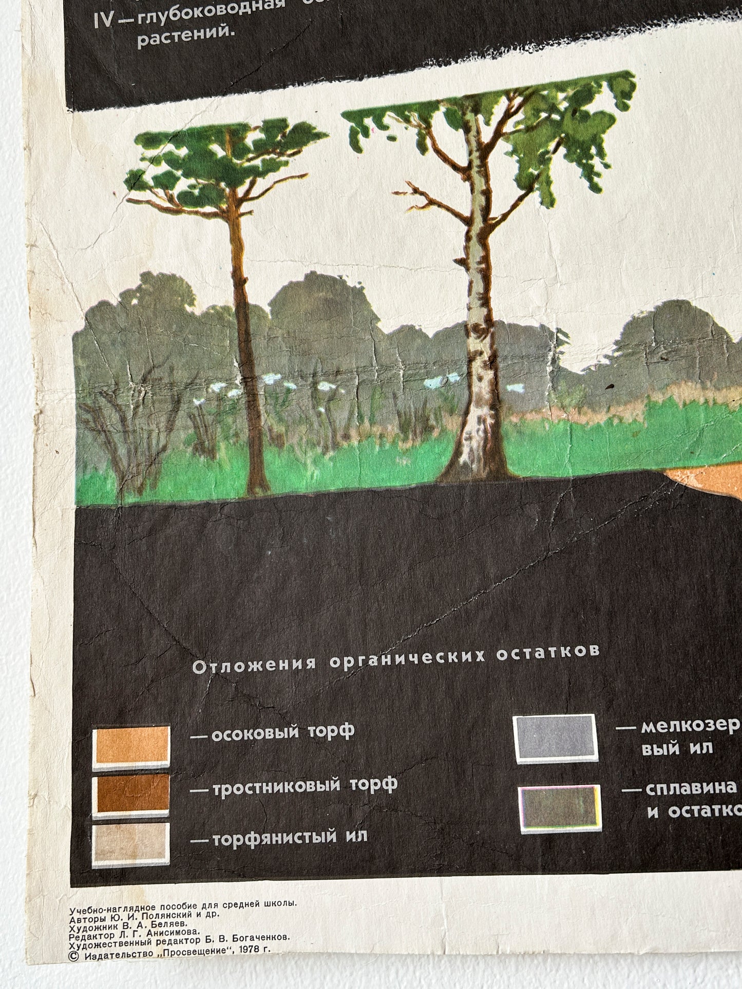 Soviet vintage educational school diagram showing the ecological succession of a lake: how it gradually fills with vegetation, transitions through different plant zones, and eventually turns into a peat bog or dry land.