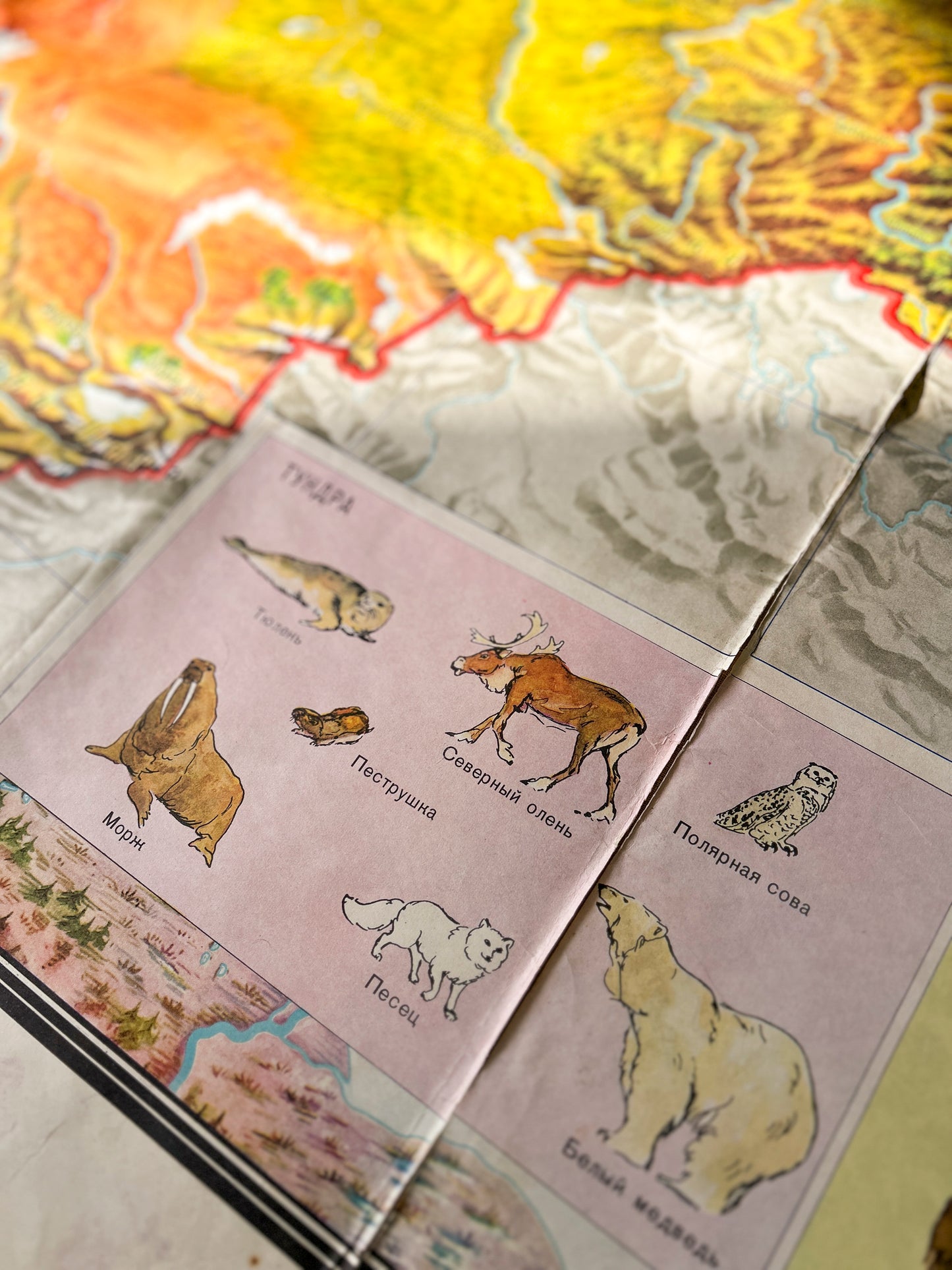 Closeup detail: Soviet vintage educational map Nature of USSR with illustrations of animals