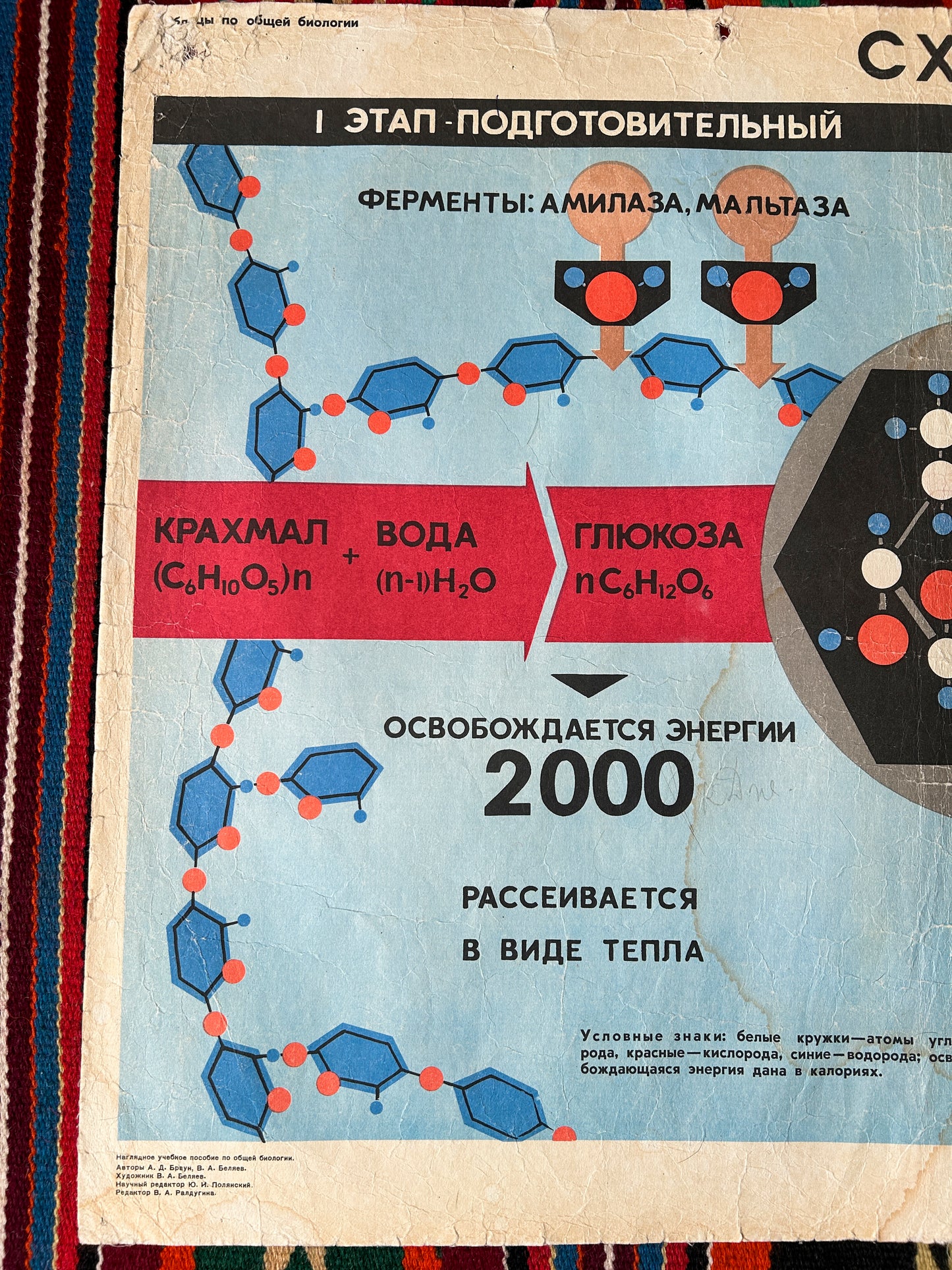 Large Soviet vintage biology school chart carbohydrate metabolism from 1968