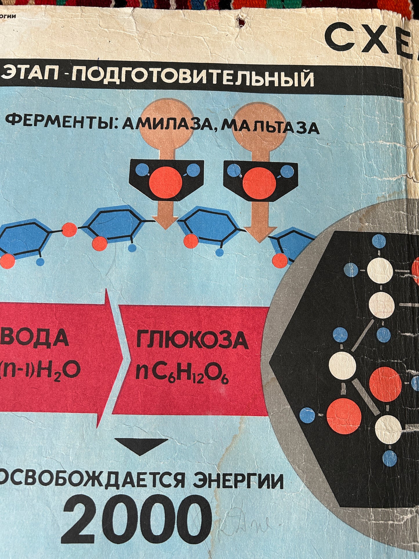 1968 Soviet Vintage Large Biology School Chart "CARBOHYDRATE METABOLISM" Paper On Linen, USSR Mid Century Educational Poster