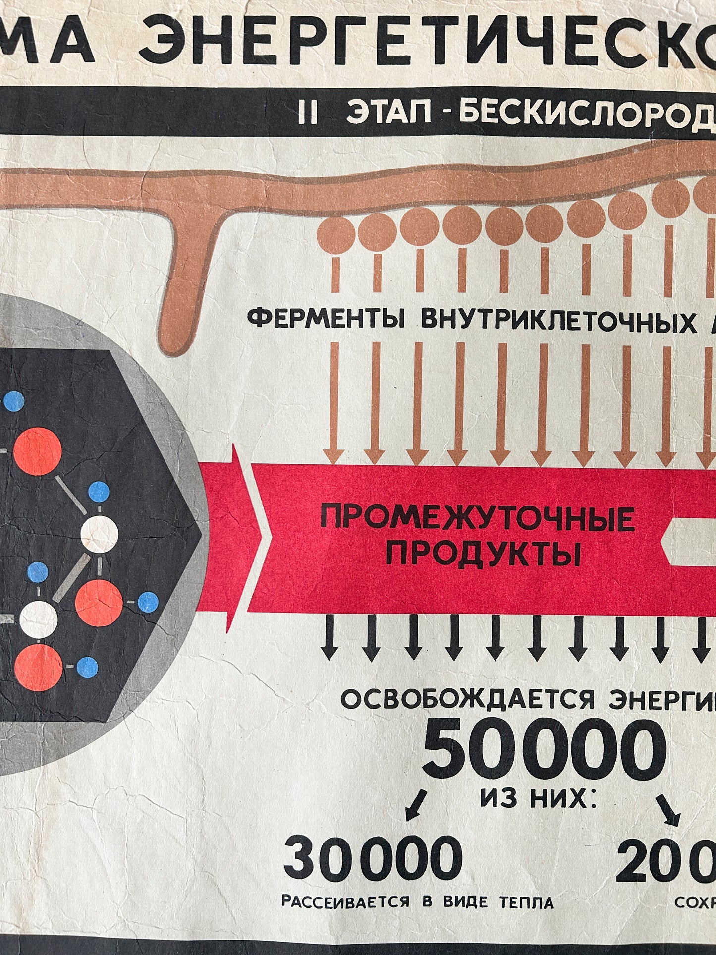 1968 Soviet Vintage Large Biology School Chart "CARBOHYDRATE METABOLISM" Paper On Linen, USSR Mid Century Educational Poster