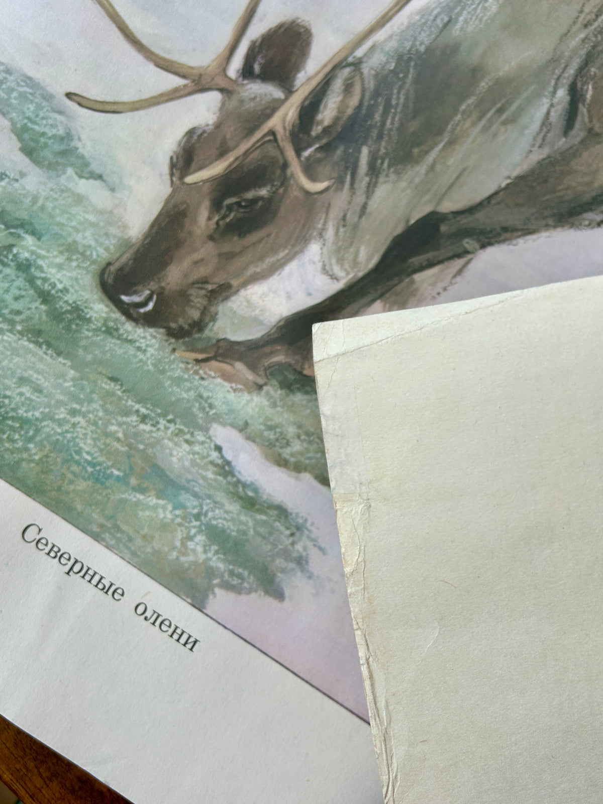 Northern Reindeer 1977 Original Soviet Vintage Wildlife Nursery Poster – Mother and Calf | USSR School Chart