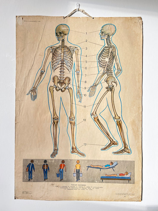 Soviet vintage anatomy school chart depicting human skeleton and posture
