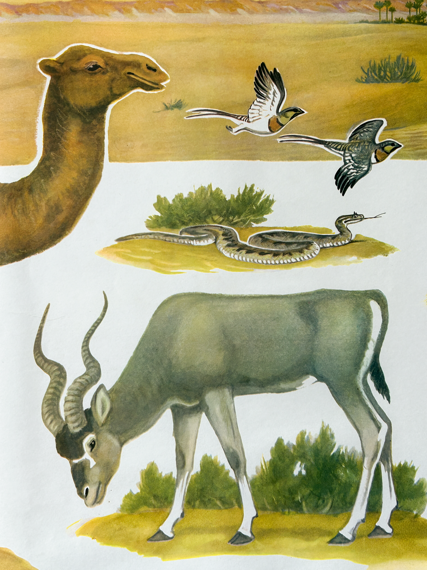 Vintage illustration of a camel, gazelle, birds and a snake in the landscape of a Sahara Desert