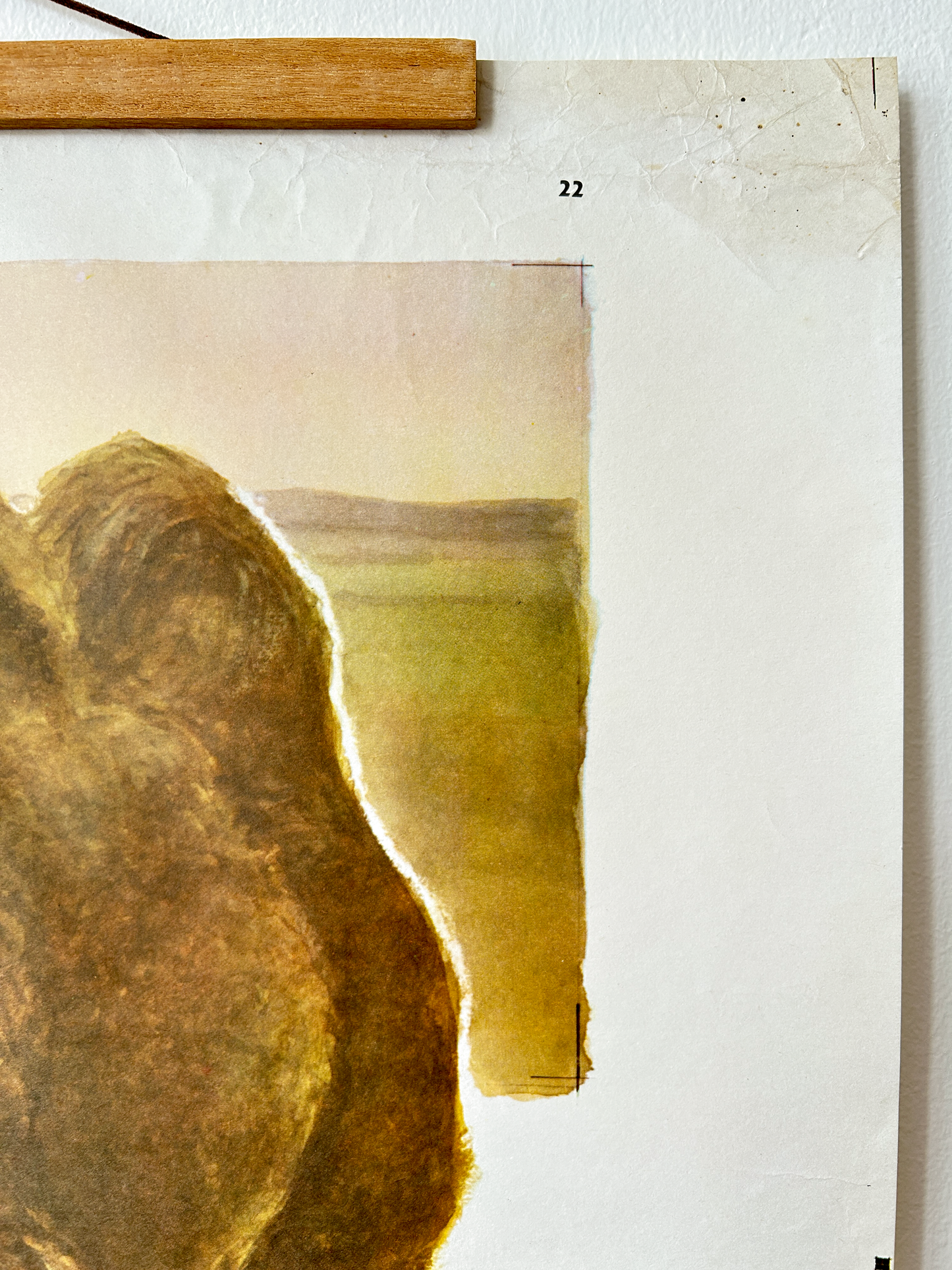 Original Soviet Vintage Educational Wildlife Poster – Eurasian Desert Animals: Camel, Gloydius Snake, Toad-headed Agama, Gazelle, Jay | USSR School Chart