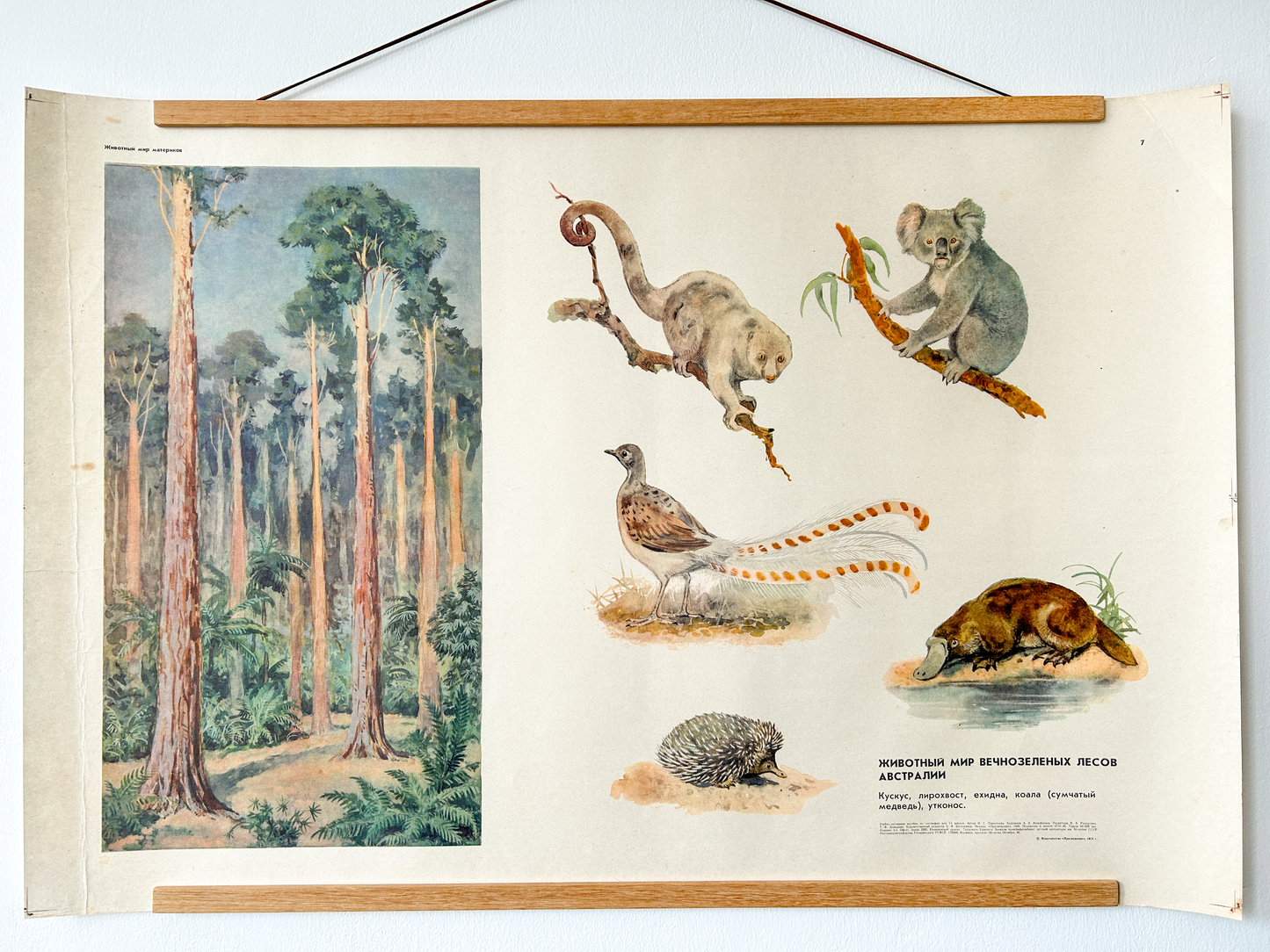 Original Soviet Vintage Educational Wildlife Poster – Animal World of Australian Rainforests: Platypus, Koala, Echidna, Cuscus, Lyrebird | USSR School Chart