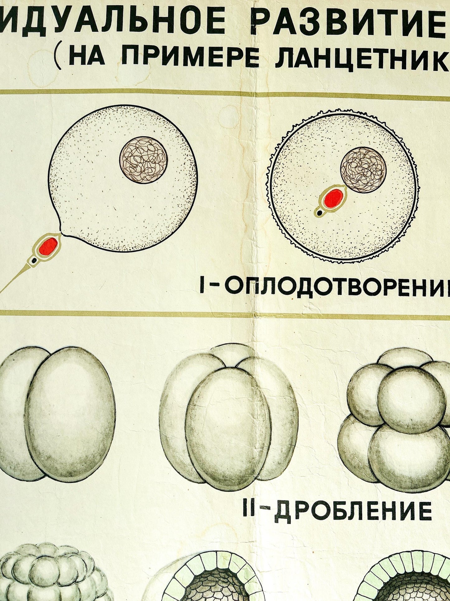 Conception – detail of a large original Soviet vintage biology school chart: "Individual Development of Chordates, LANCET", printed in the USSR in 1968, on paper and linen, a mid-century educational science poster.