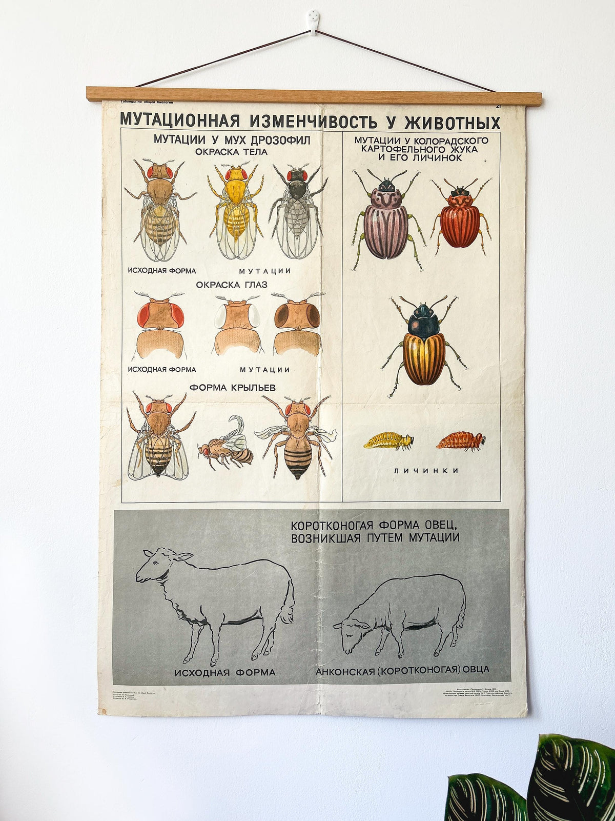 Large original Soviet vintage biology school chart printed in the USSR in 1968: "MUTATIONS in ANIMALS", Paper On Linen, a mid-century educational poster with illustrations of sheep, flies and a beetle.