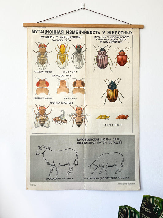 Large original Soviet vintage biology school chart printed in the USSR in 1968: "MUTATIONS in ANIMALS", Paper On Linen, a mid-century educational poster with illustrations of sheep, flies and a beetle.