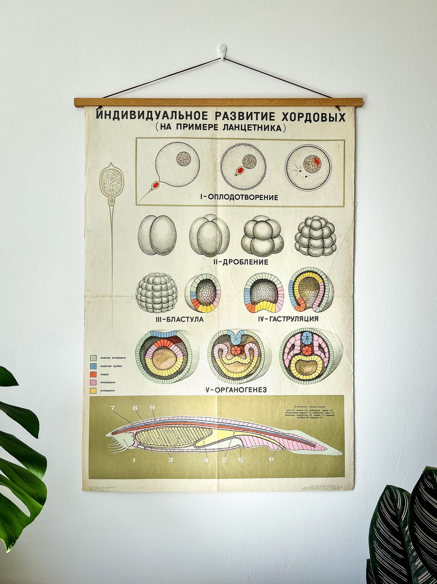 Large original Soviet vintage biology school chart: "Individual Development of Chordates, LANCET", printed in the USSR in 1968, on paper and linen, mid-century educational poster.