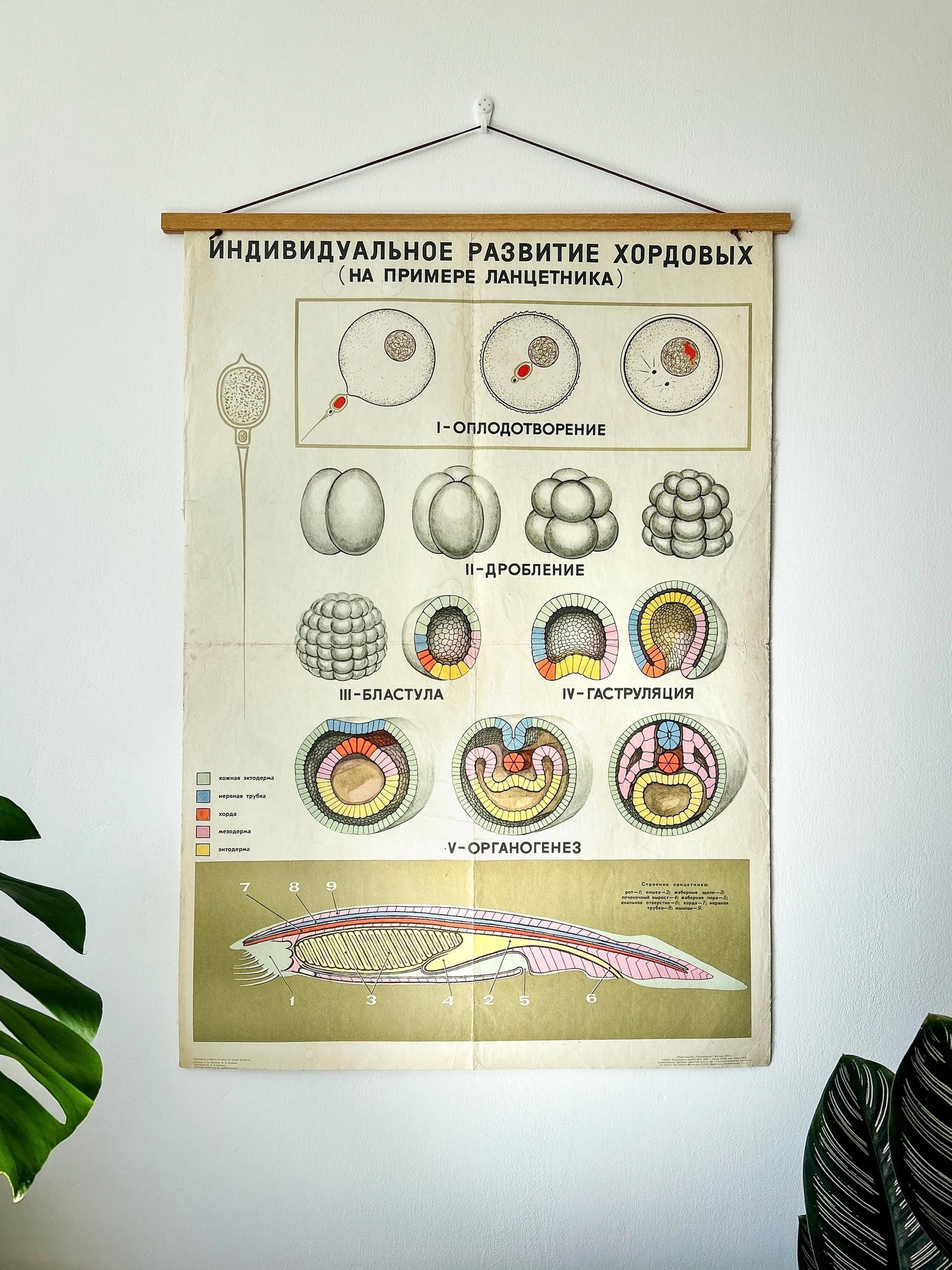 Large original Soviet vintage biology school chart: "Individual Development of Chordates, LANCET", printed in the USSR in 1968, on paper and linen, mid-century educational poster.