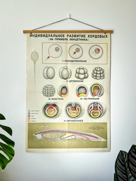 Large original Soviet vintage biology school chart: "Individual Development of Chordates, LANCET", printed in the USSR in 1968, on paper and linen, mid-century educational poster.