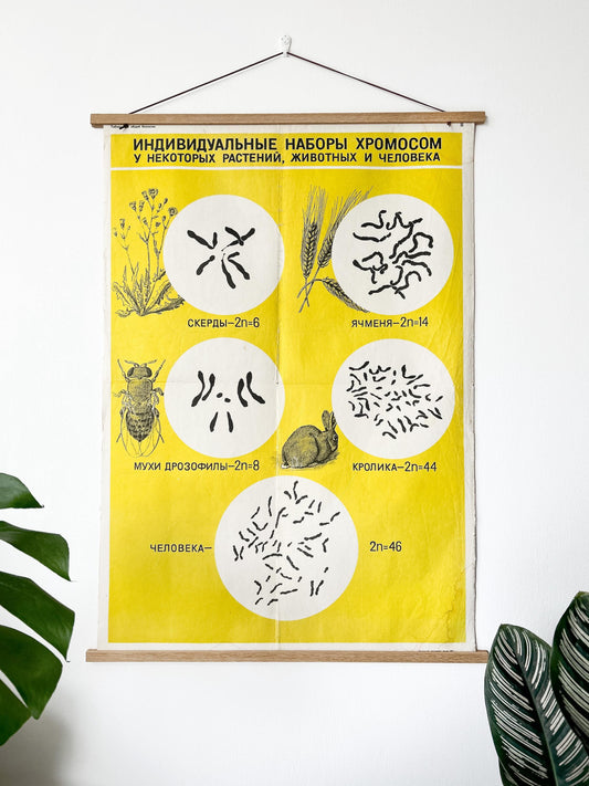 A large original Soviet vintage biology school chart, "Sets of Chromosomes in Plants Animals & Humans", printed in USSR in 1968 on paper with linen backing, an educational mid-century poster on a white wall surrounded by plants