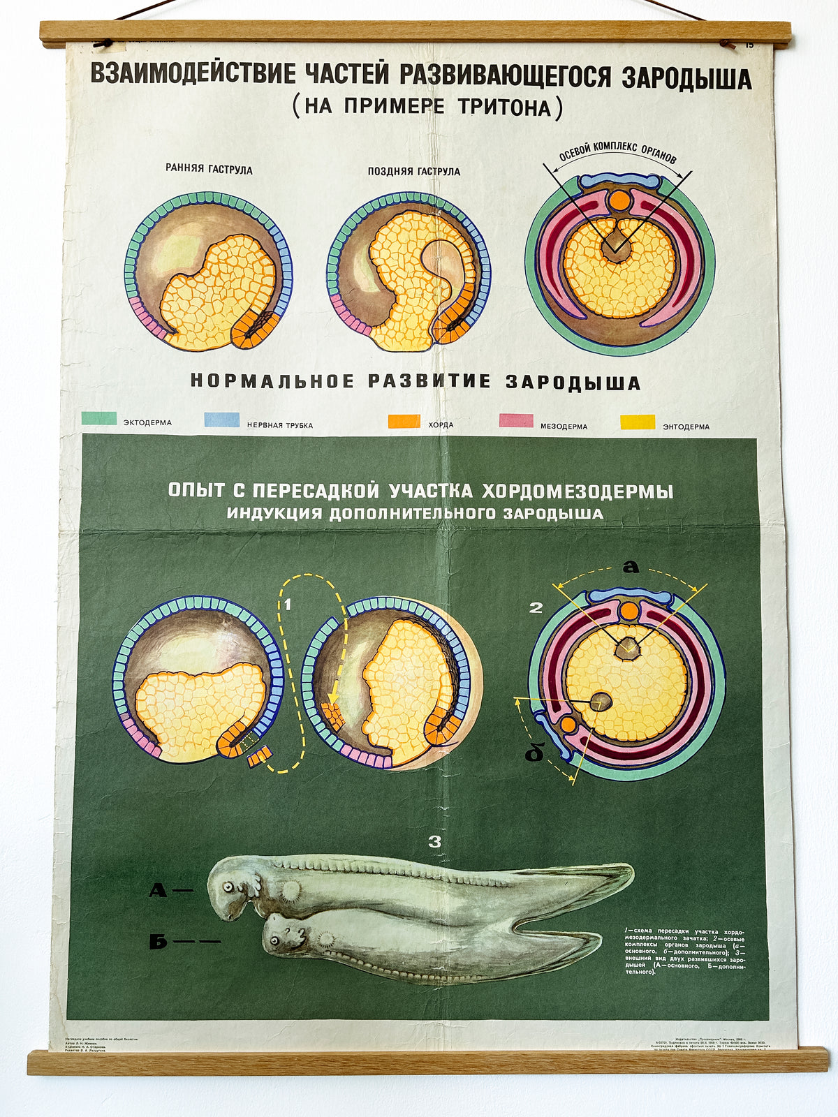 Close-up of a large original Soviet vintage biology school chart, "Interaction of Parts of a Developing Embryo, example: Triton", printed in the USSR in 1968 on paper with linen backing, a mid-century educational science poster. 