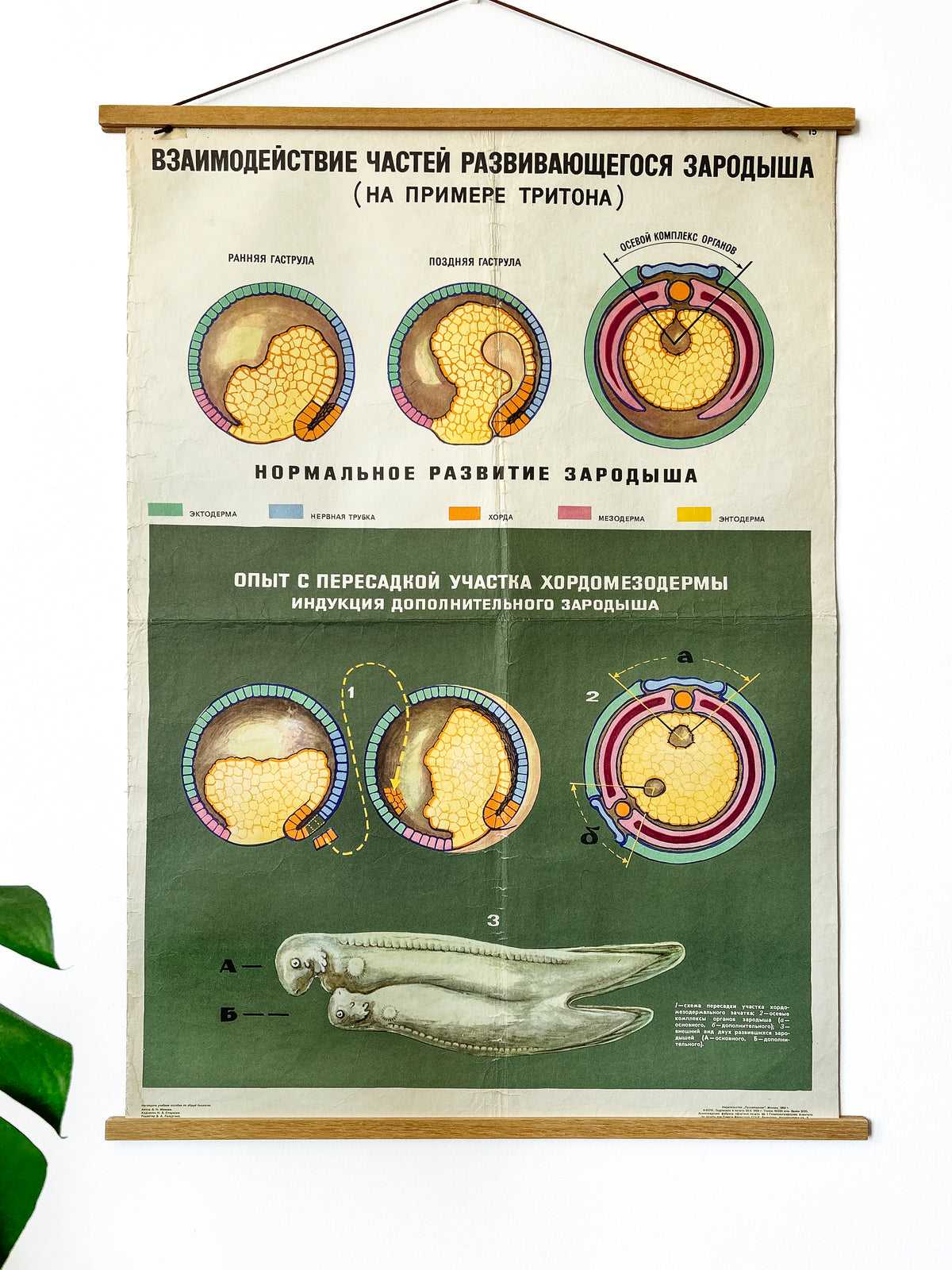 A large original Soviet vintage biology school chart, "Interaction of Parts of a Developing Embryo, example: Triton", printed in the USSR in 1968 on paper with linen backing, a mid-century educational science poster.