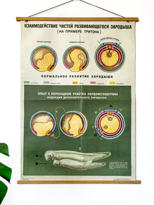 A large original Soviet vintage biology school chart, "Interaction of Parts of a Developing Embryo, example: Triton", printed in the USSR in 1968 on paper with linen backing, a mid-century educational science poster.