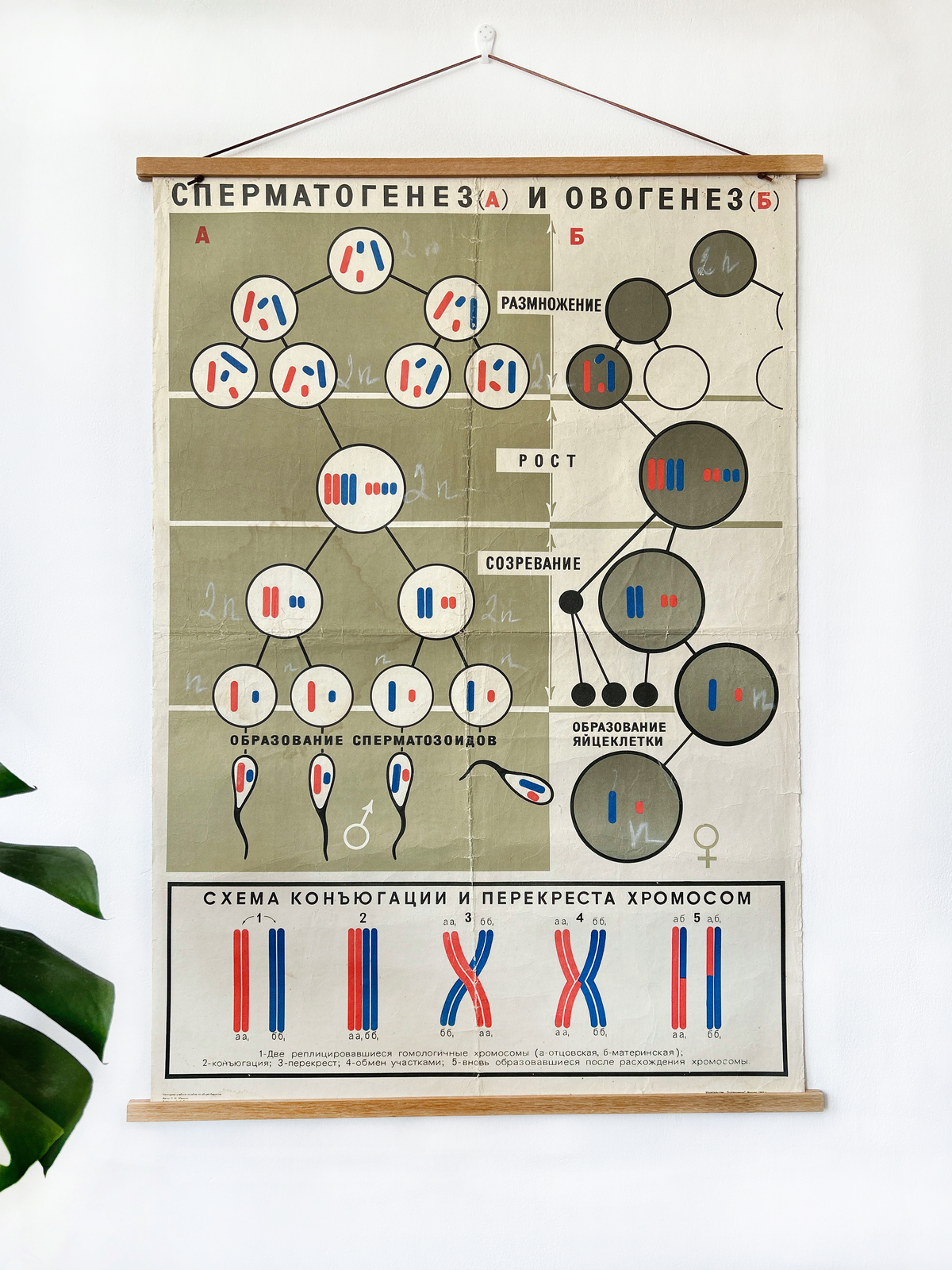 Large original Soviet vintage biology school chart "SPERMATOGENESIS and OVOGENESIS", printed in the USSR in 1968 on paper with linen backing, an educational science poster on conception.