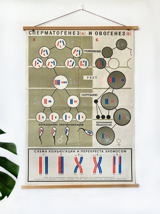 Large original Soviet vintage biology school chart "SPERMATOGENESIS and OVOGENESIS", printed in the USSR in 1968 on paper with linen backing, an educational science poster on conception.