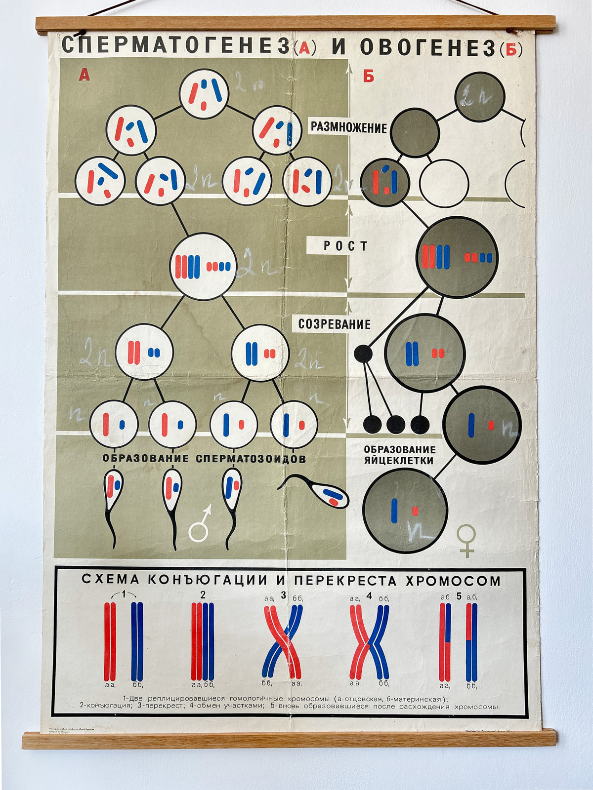 Close up of a large original vintage Soviet biology school chart "SPERMATOGENESIS and OVOGENESIS", printed in the USSR in 1968 on paper with linen backing, an educational science poster on conception.