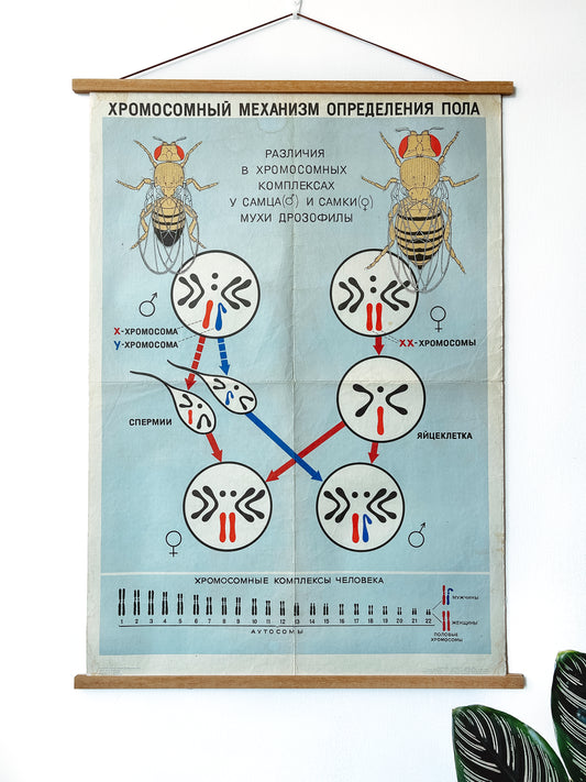 A large original Soviet vintage biology school chart "CHROMOSOMAL MECHANISM OF SEX DETERMINATION" printed in 1968 in the USSR on paper with linen backing, a mid-century educational poster and a science diagram.