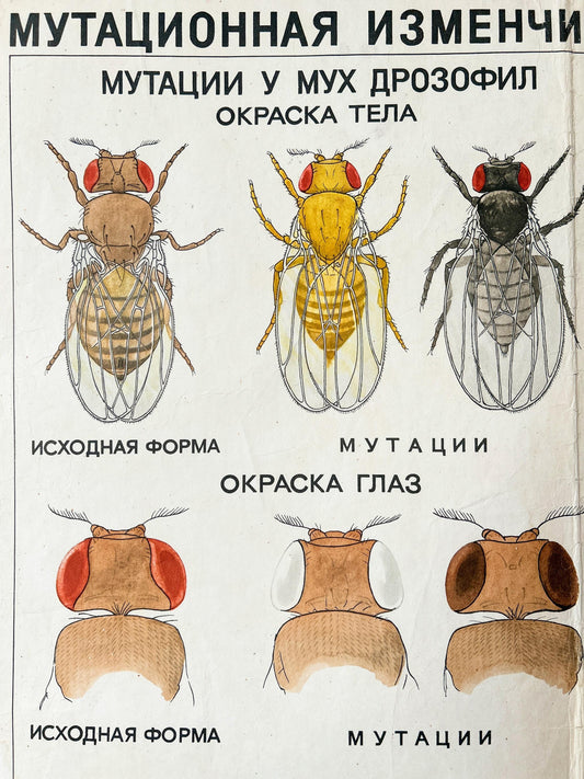 Detail of a Large Original Soviet Vintage Biology School Chart printed in the USSR in 1968: "MUTATIONS in ANIMALS", Paper On Linen, a Mid-Century Poster with illustrations of Drosophila flies.